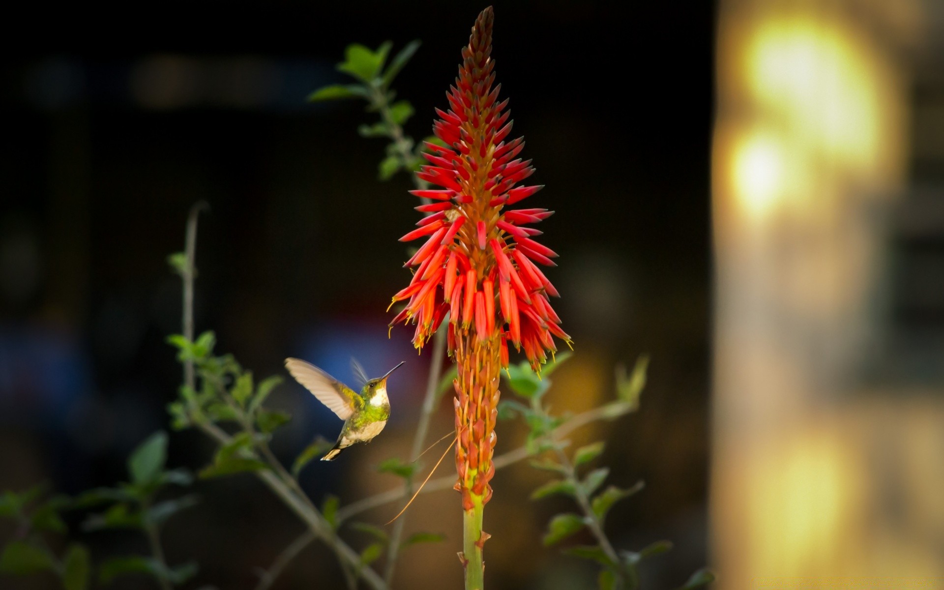 鸟类 自然 花 叶 植物群 花园 户外 夏天 模糊 好天气