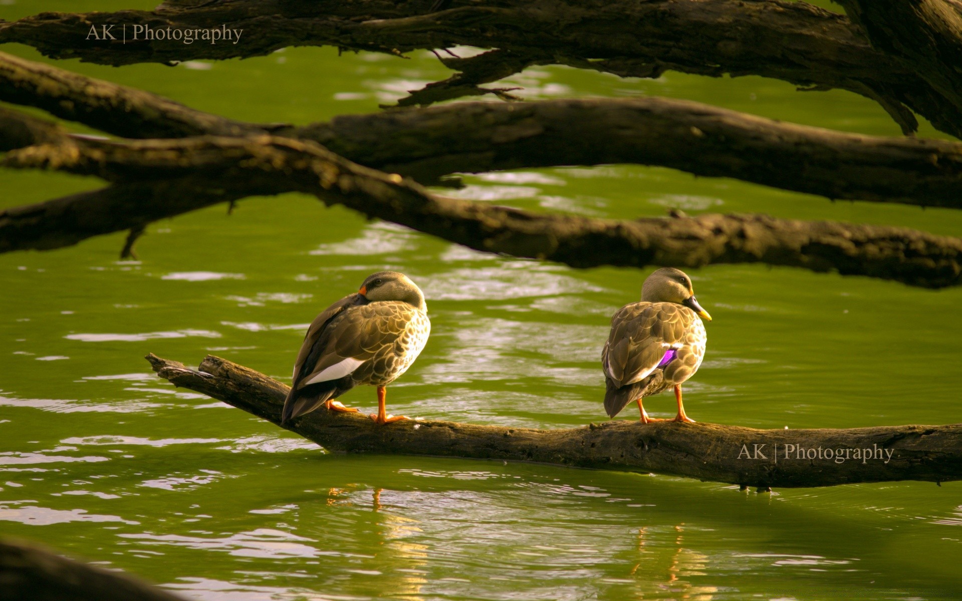 oiseaux oiseau eau piscine faune lac nature sauvage animal rivière en plein air réflexion