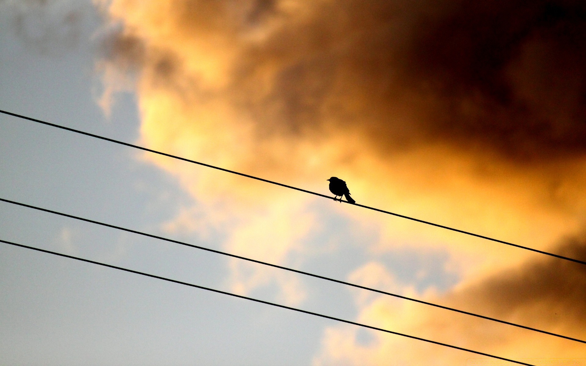 aves cielo alta luz puesta de sol cables sol electricidad energía color brillante peligro paisaje