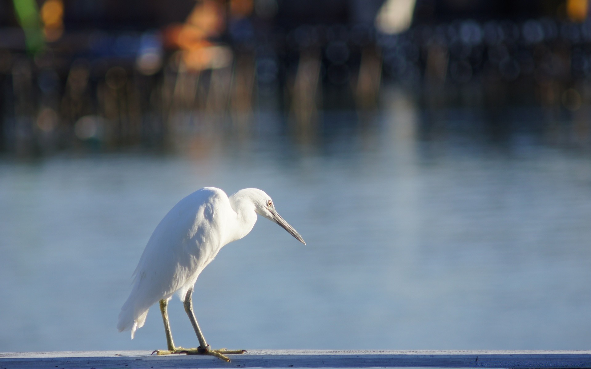 aves agua aves lago vida silvestre naturaleza al aire libre gerona