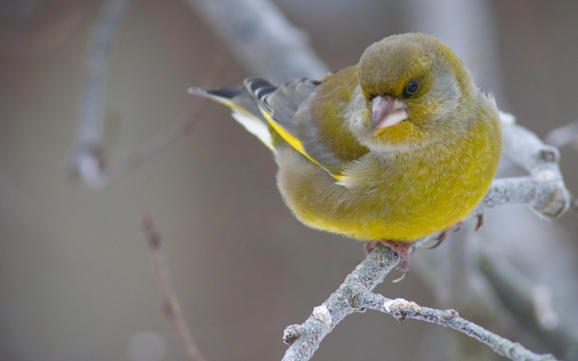 birds bird nature wildlife blur outdoors