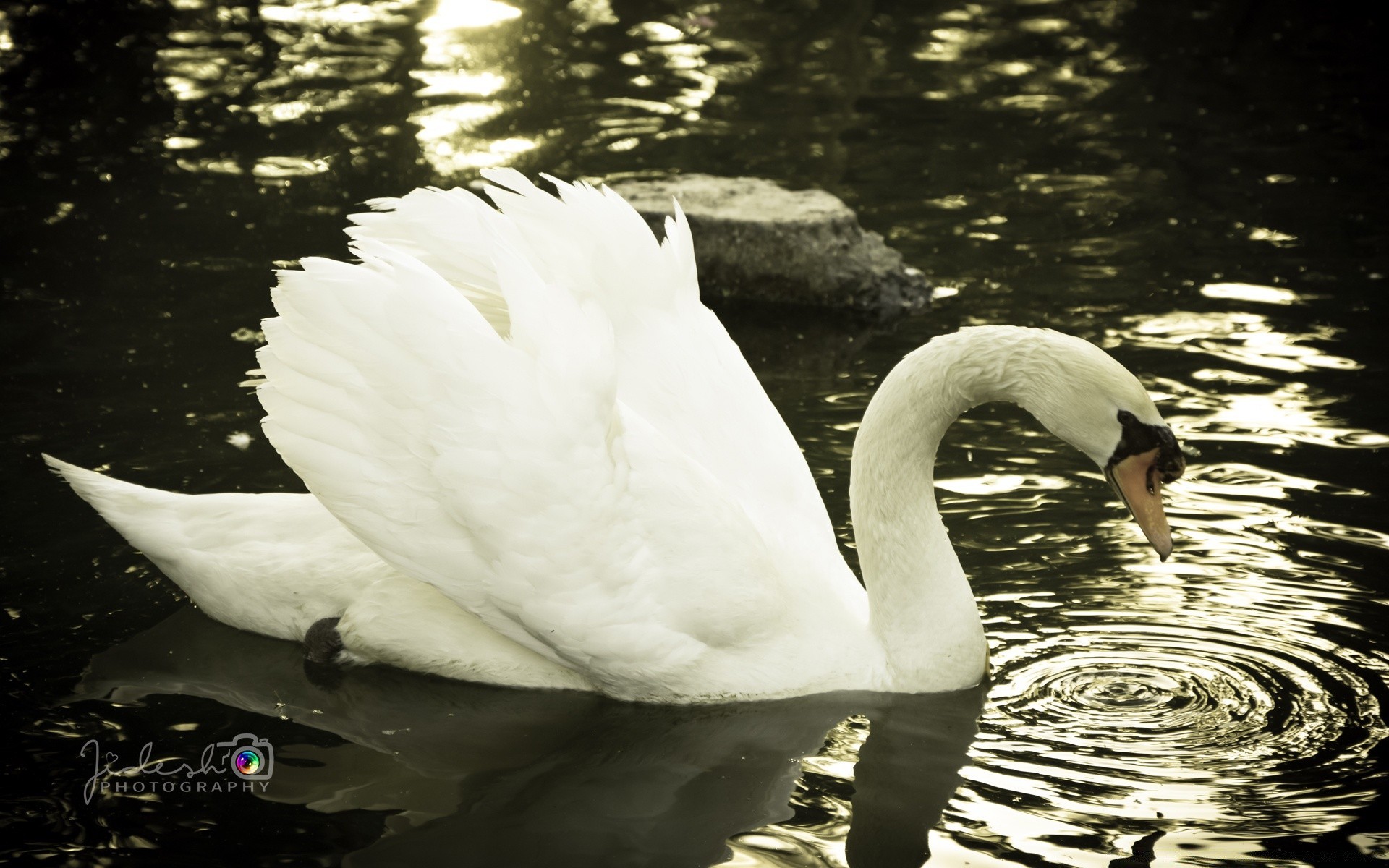 swans swan bird water lake pool nature waterfowl duck reflection wildlife swimming goose outdoors feather poultry river purity one