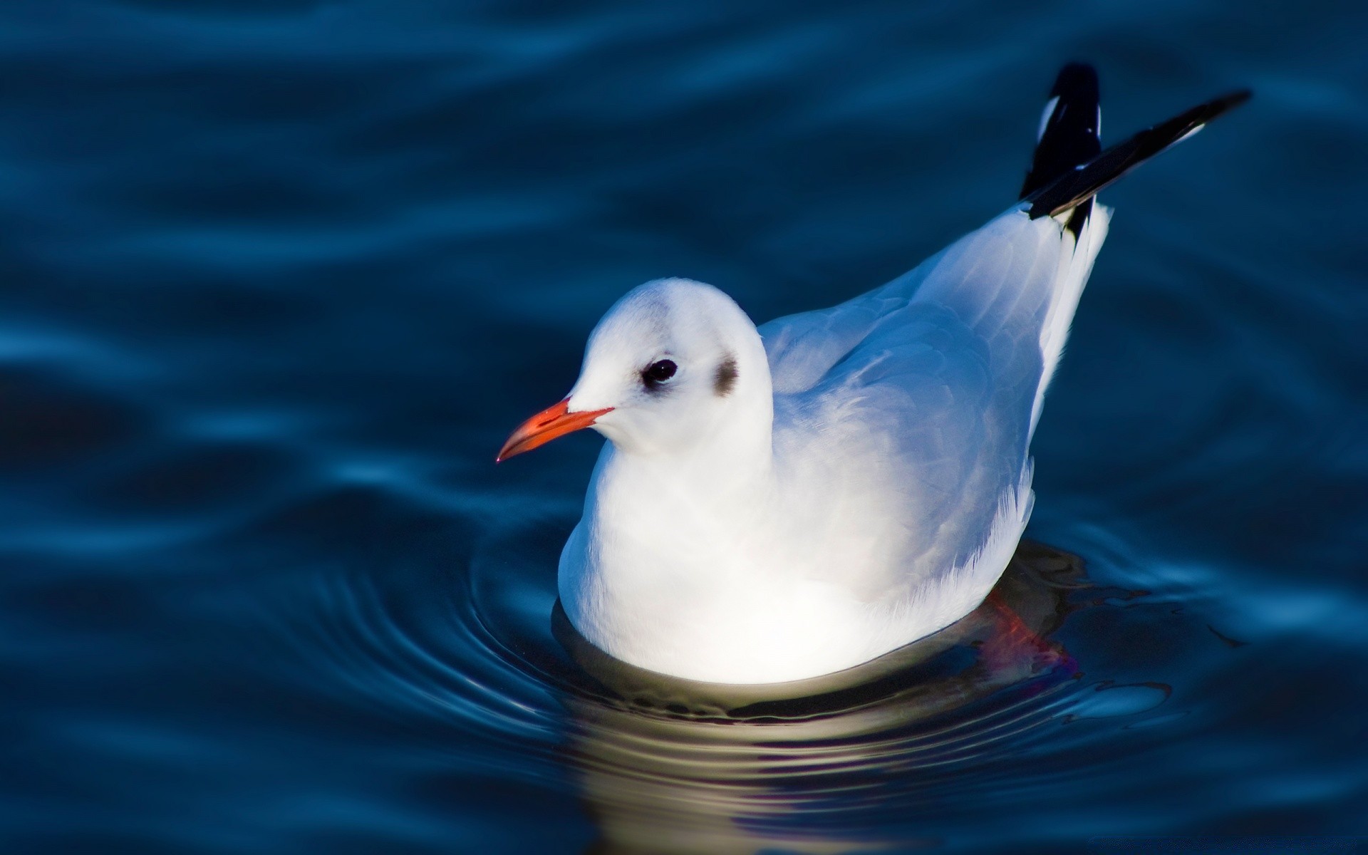 birds bird water seagulls sea