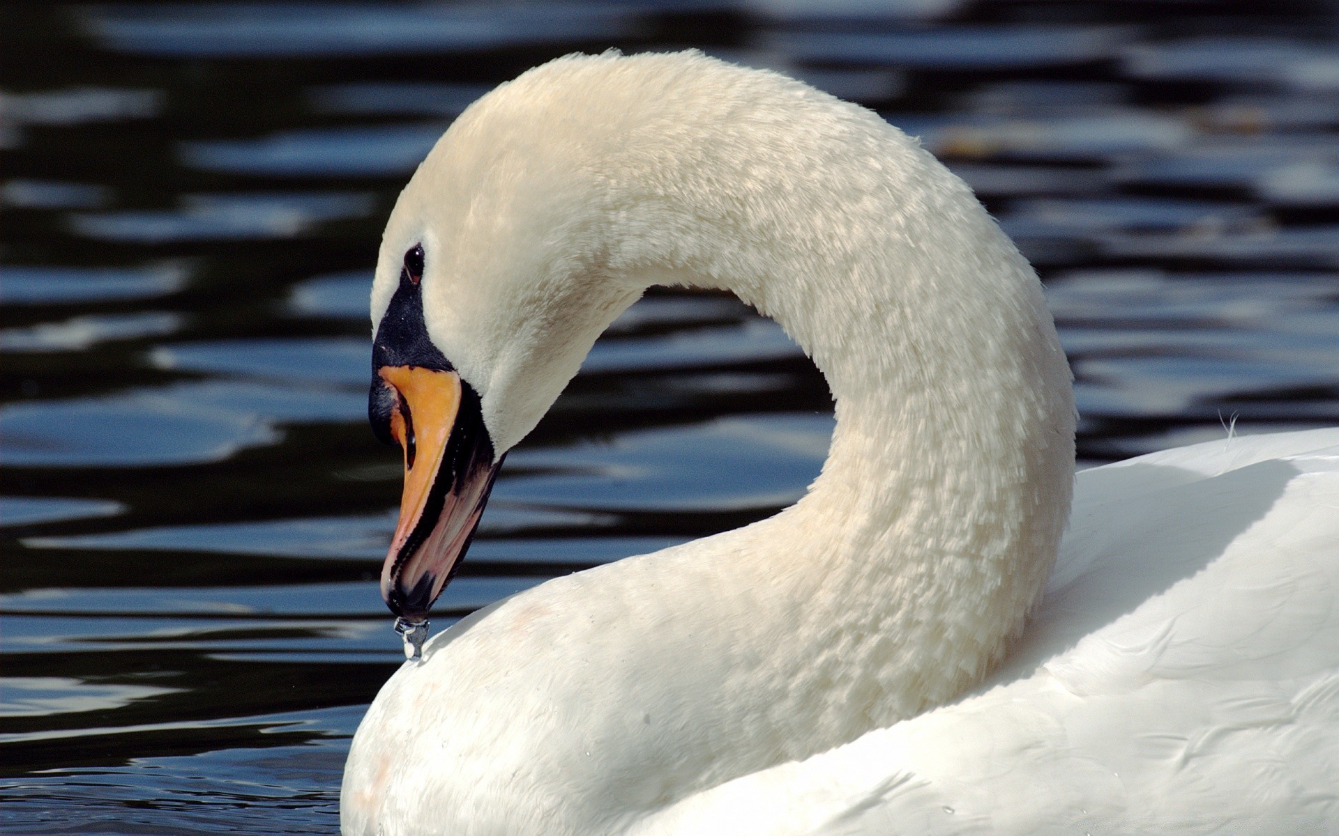 swans swan bird water lake nature wildlife winter pool reflection river duck snow waterfowl swimming ice outdoors animal