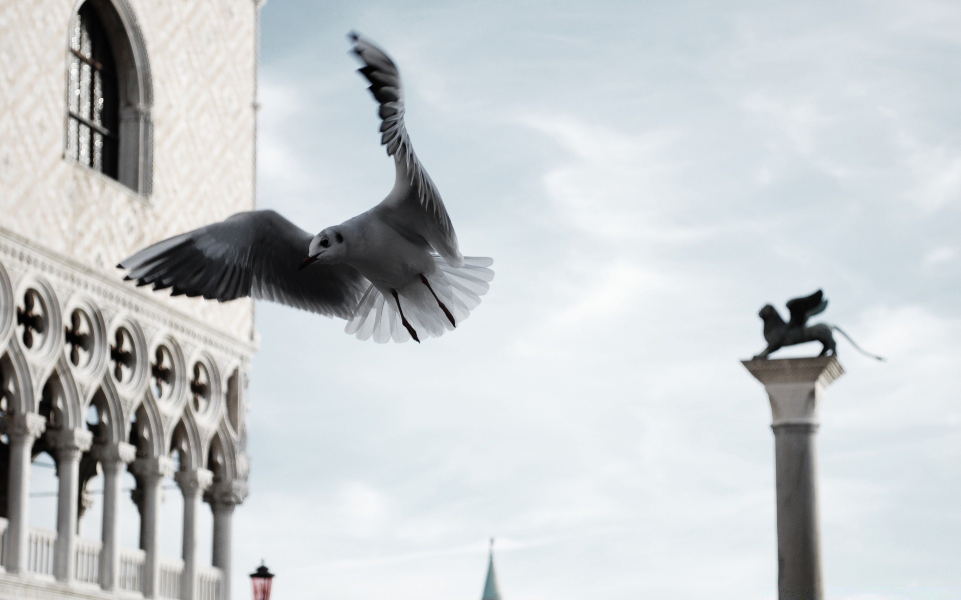 möwe architektur himmel vogel im freien reisen stadt taube haus religion straße