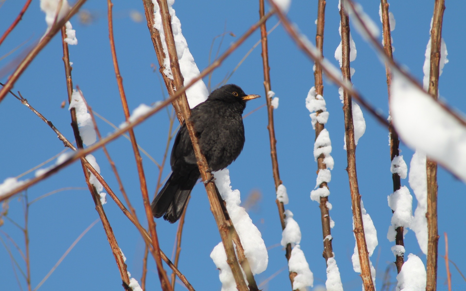 oiseaux oiseau faune nature en plein air hiver