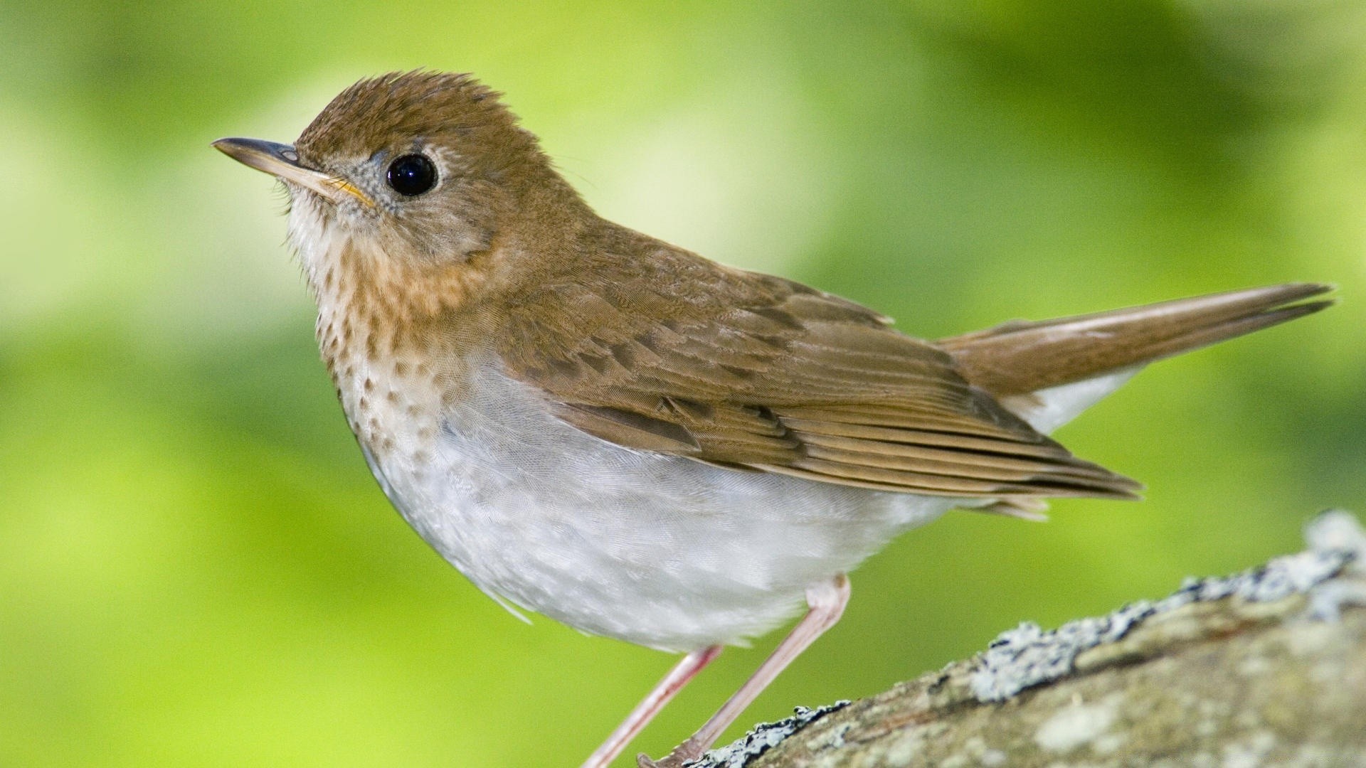 aves aves vida silvestre naturaleza al aire libre aviador animal pequeño salvaje canto pico ornitología ala observación de aves robin