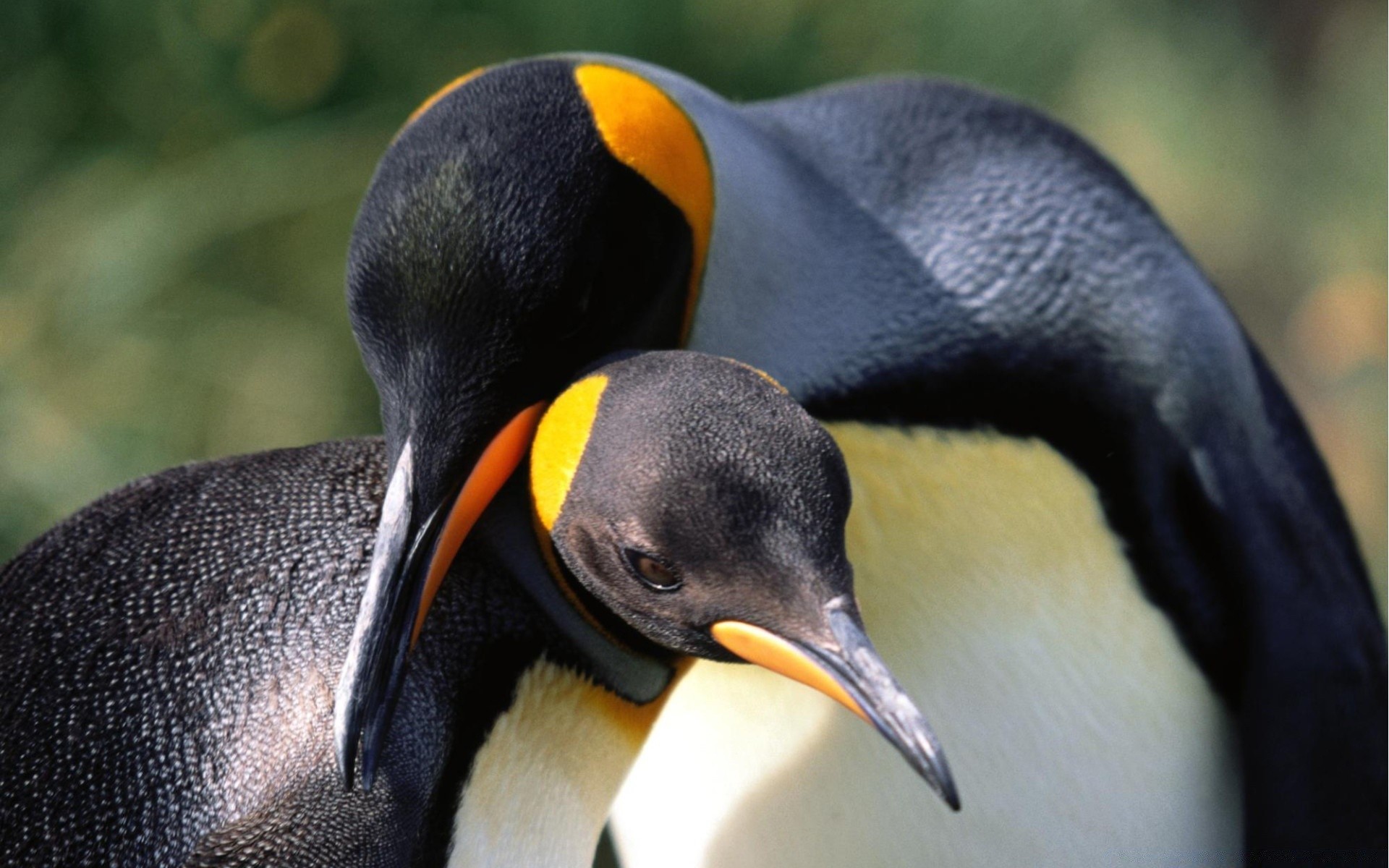 pingüino pájaro vida silvestre naturaleza animal salvaje pico al aire libre luz del día solo agua