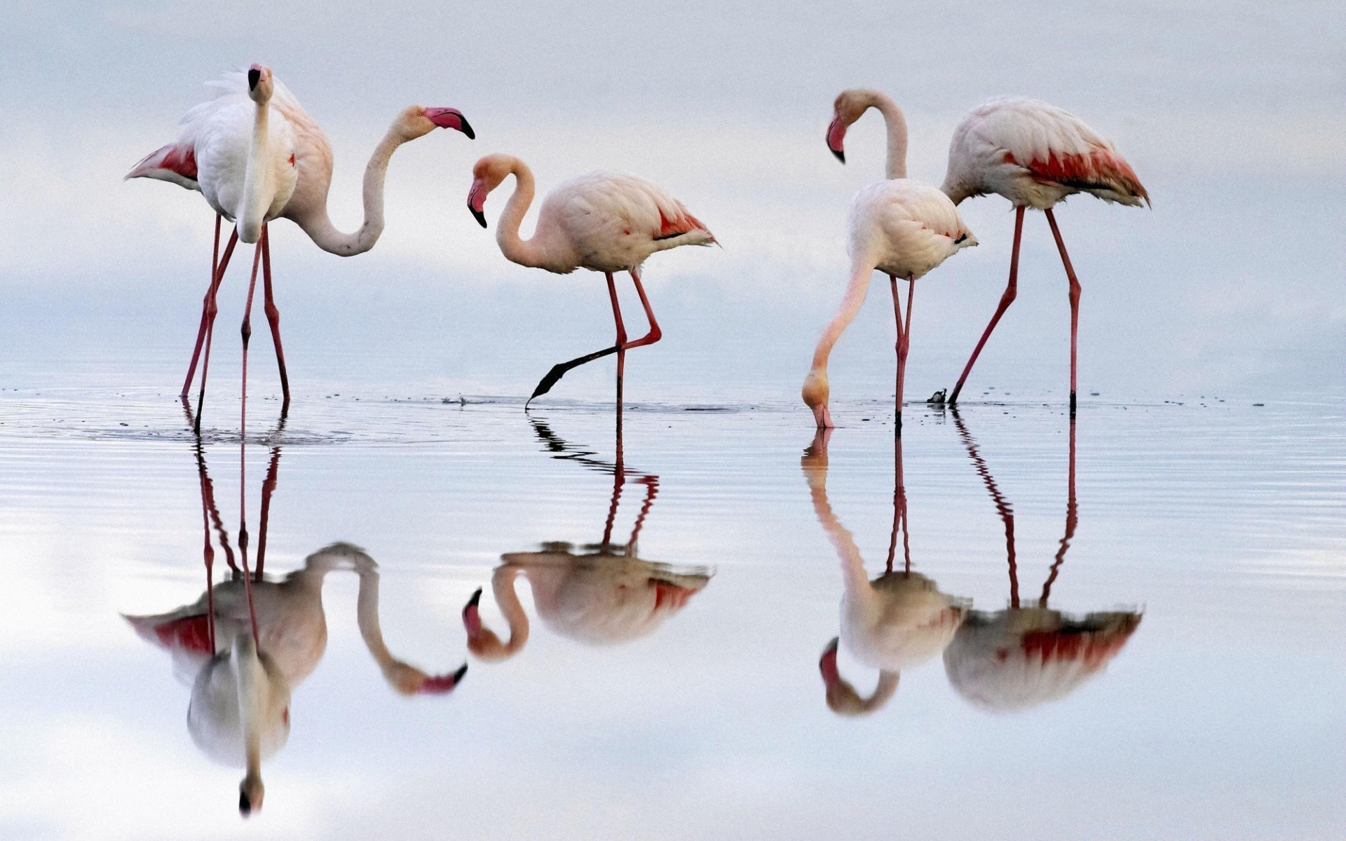 flamingo oiseau faune animal nature sauvage cou plume bec eau cigogne aile à l extérieur vol lac