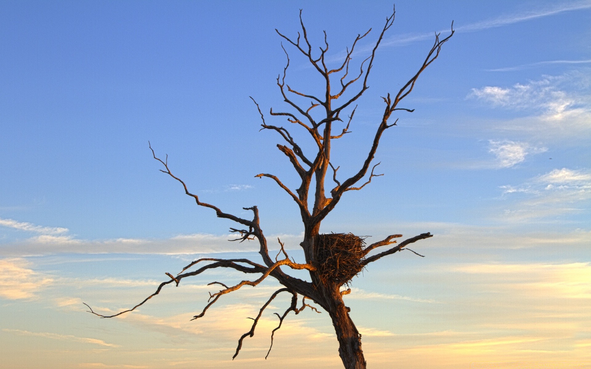 eagle landscape outdoors tree sky nature