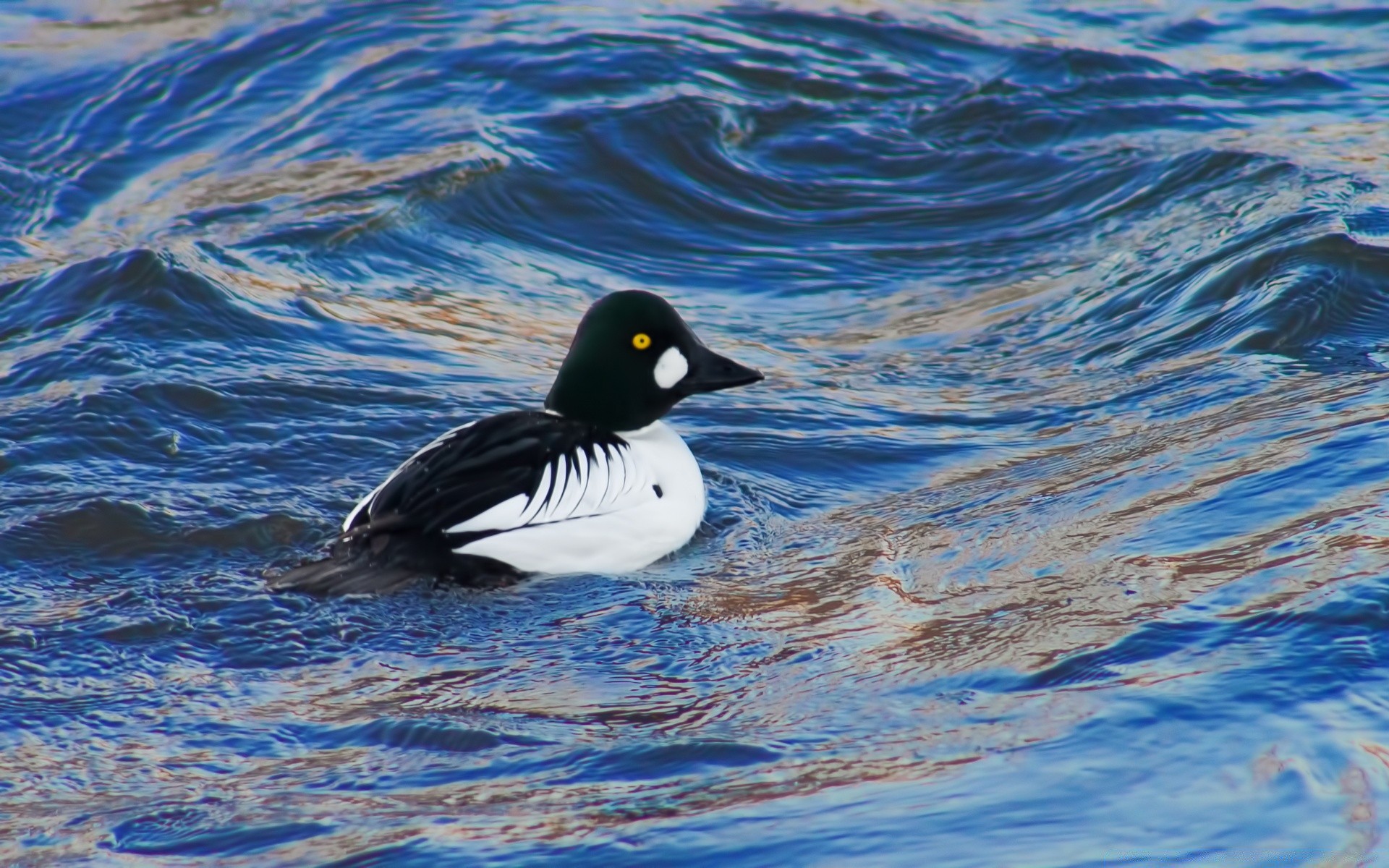 waterfowl bird water duck wildlife swimming lake pool outdoors