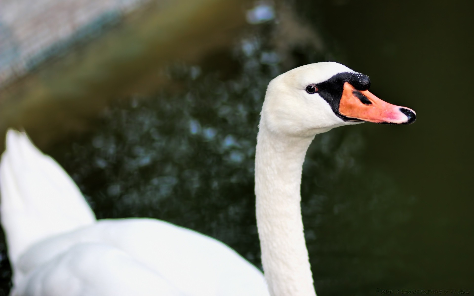 łabędzie natura na zewnątrz ptak łabędź dzika przyroda woda jeden