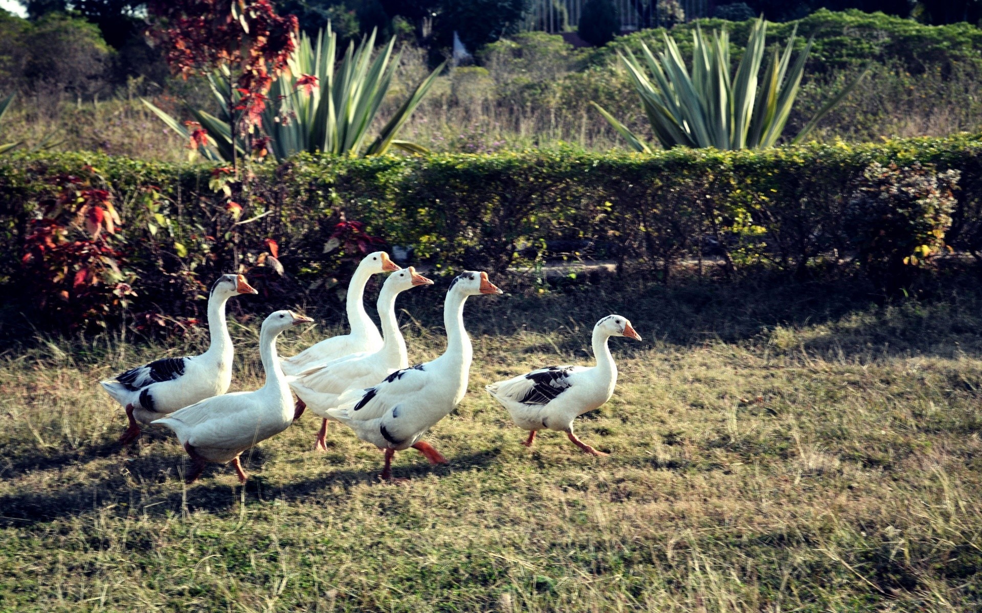 su kuşları kuş doğa yaban hayatı su açık havada hayvan çimen vahşi kuşlar göl park geçiş yumuşatma havuzu kaz