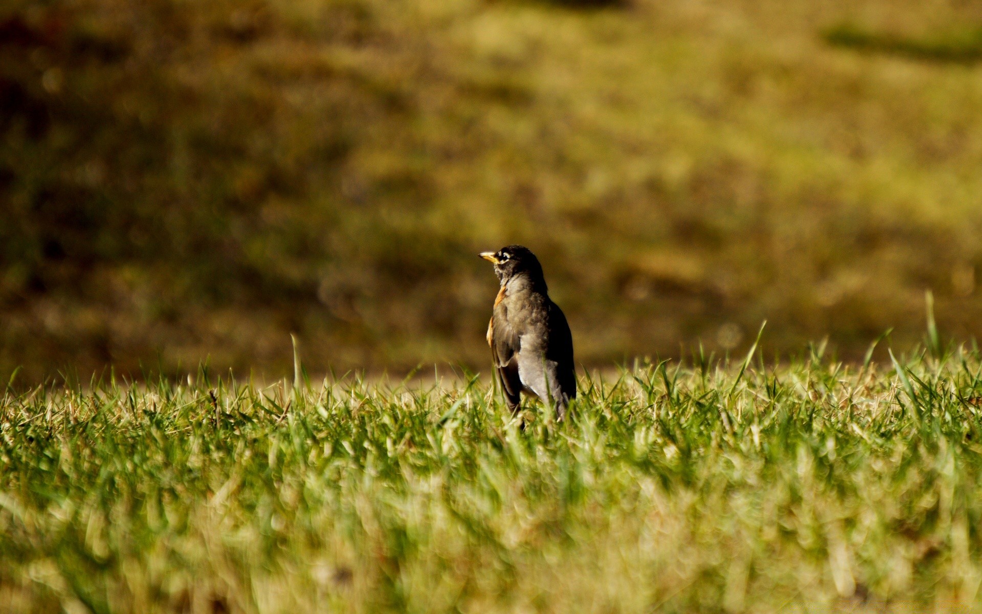 birds bird wildlife nature grass animal outdoors wild feather