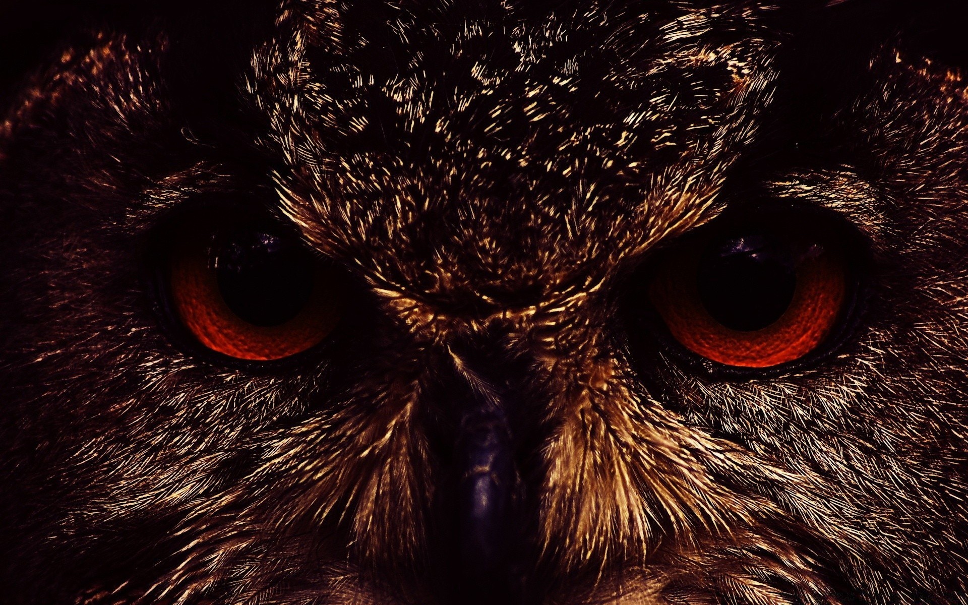 owl portrait eye face mammal one animal bird staring looking cute nature dark hair