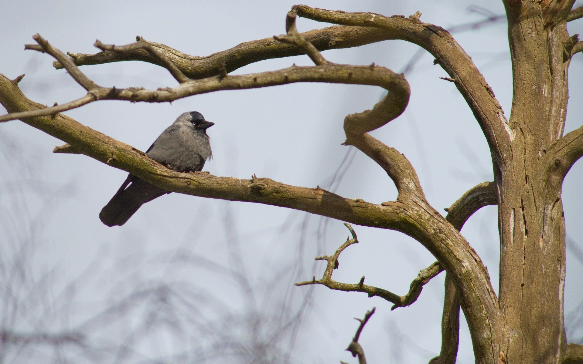 birds bird tree wildlife outdoors nature winter wood daylight animal park environment one songbird nest