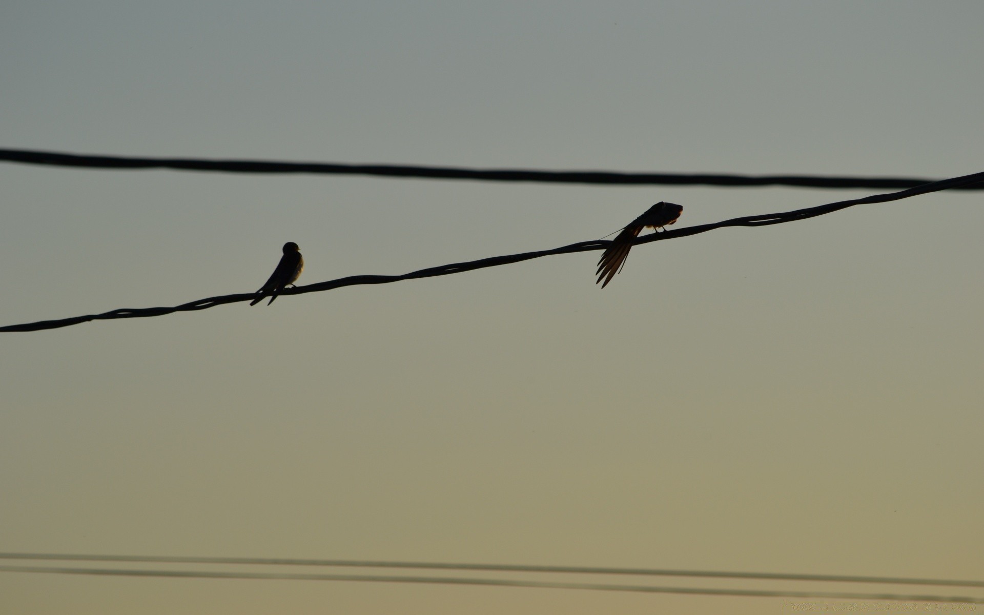 aves pájaro vuelo cielo vida silvestre alambre puesta de sol paisaje naturaleza animal paloma al aire libre luz