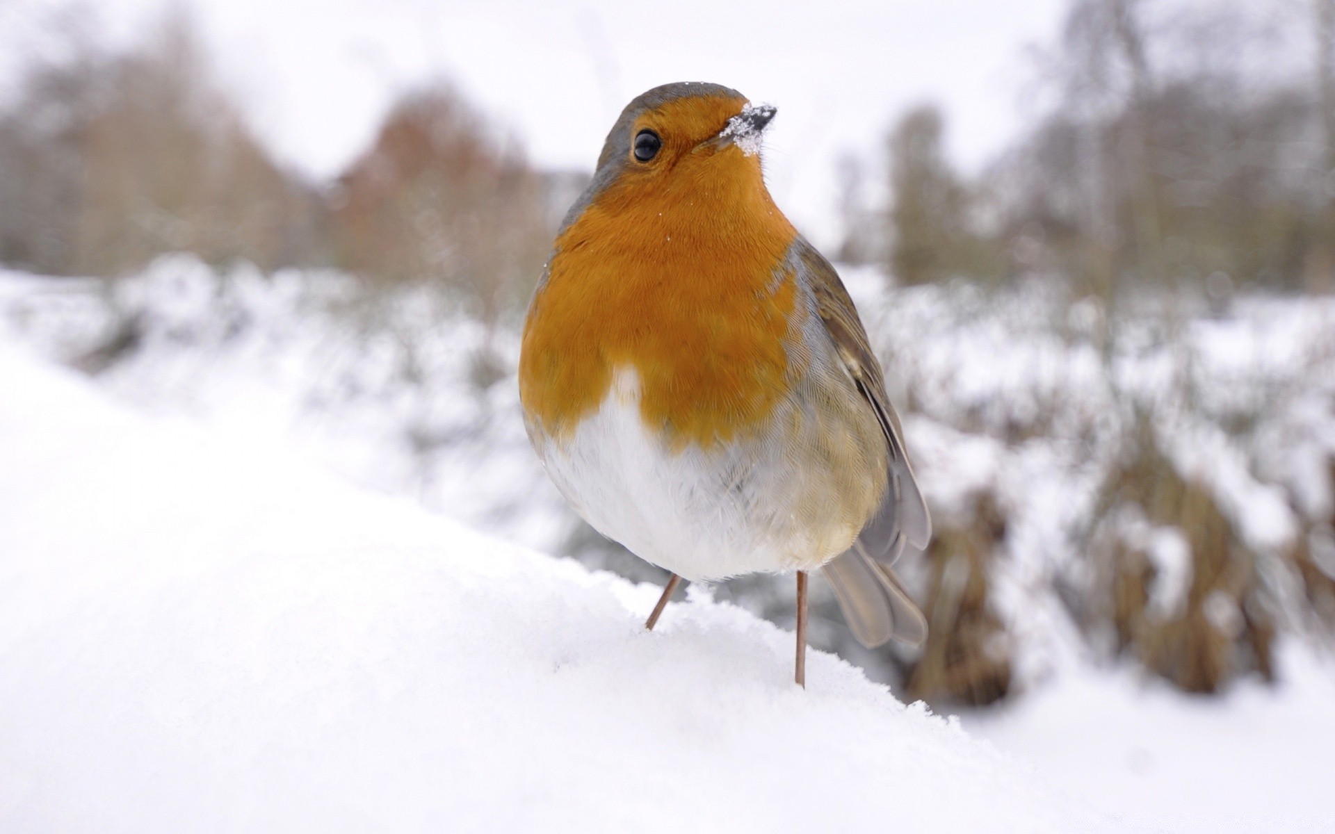 birds winter snow cold bird wildlife frost outdoors nature tree frozen ice