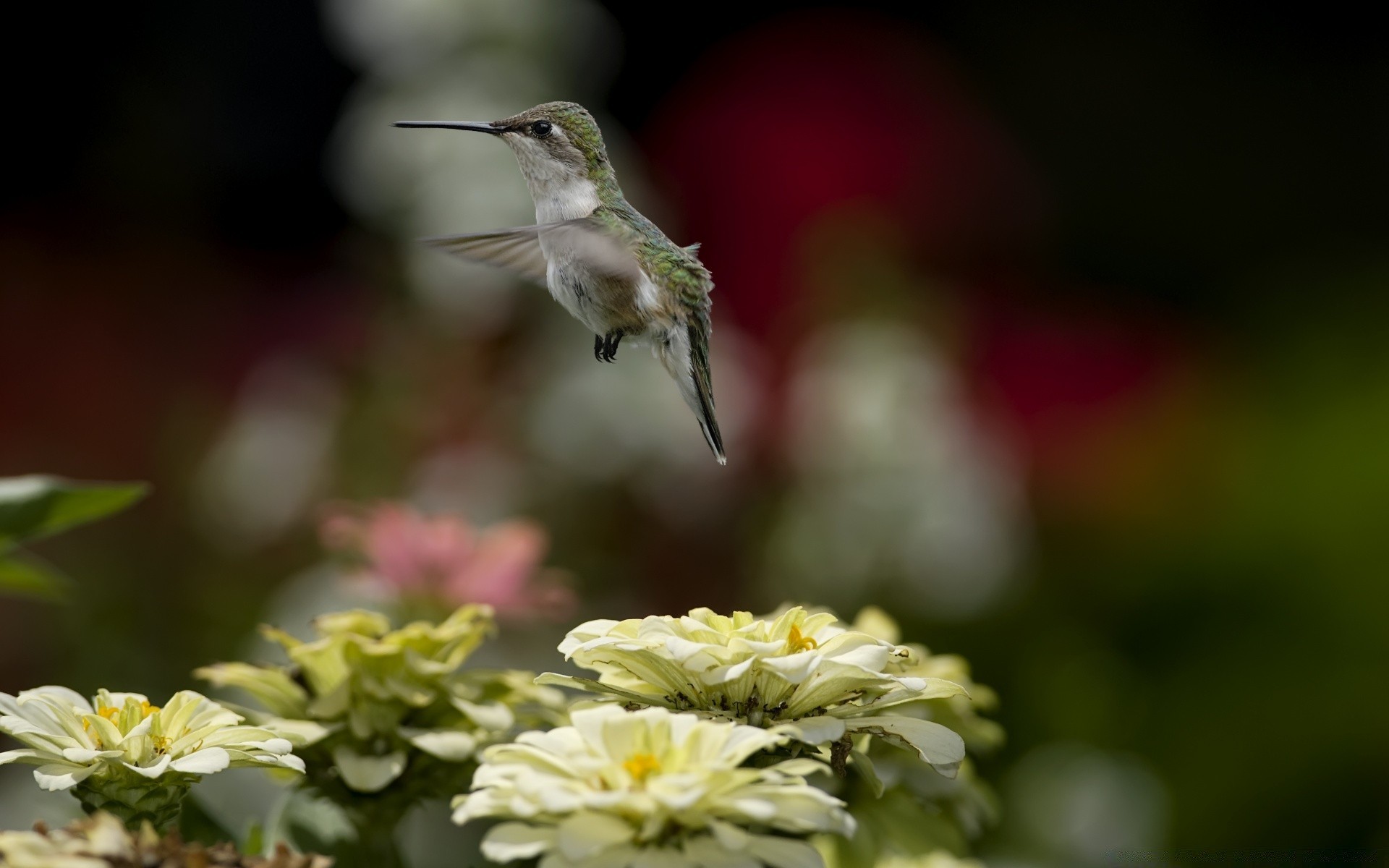 aves flor natureza folha ao ar livre jardim borrão verão flora