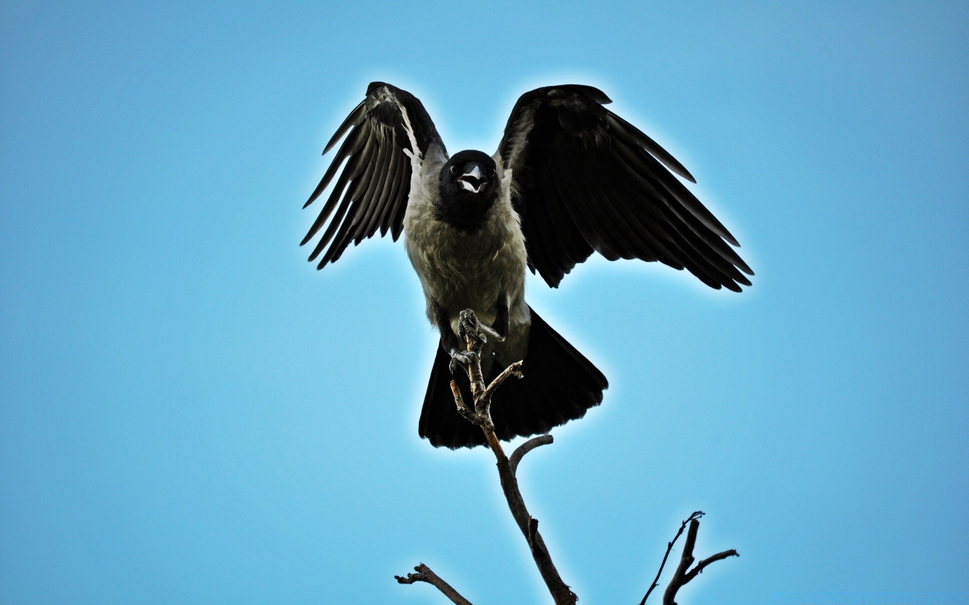 aigle oiseau la faune ciel nature en plein air raptor aile animal vol corbeau plume bec mouche lumière du jour un avian