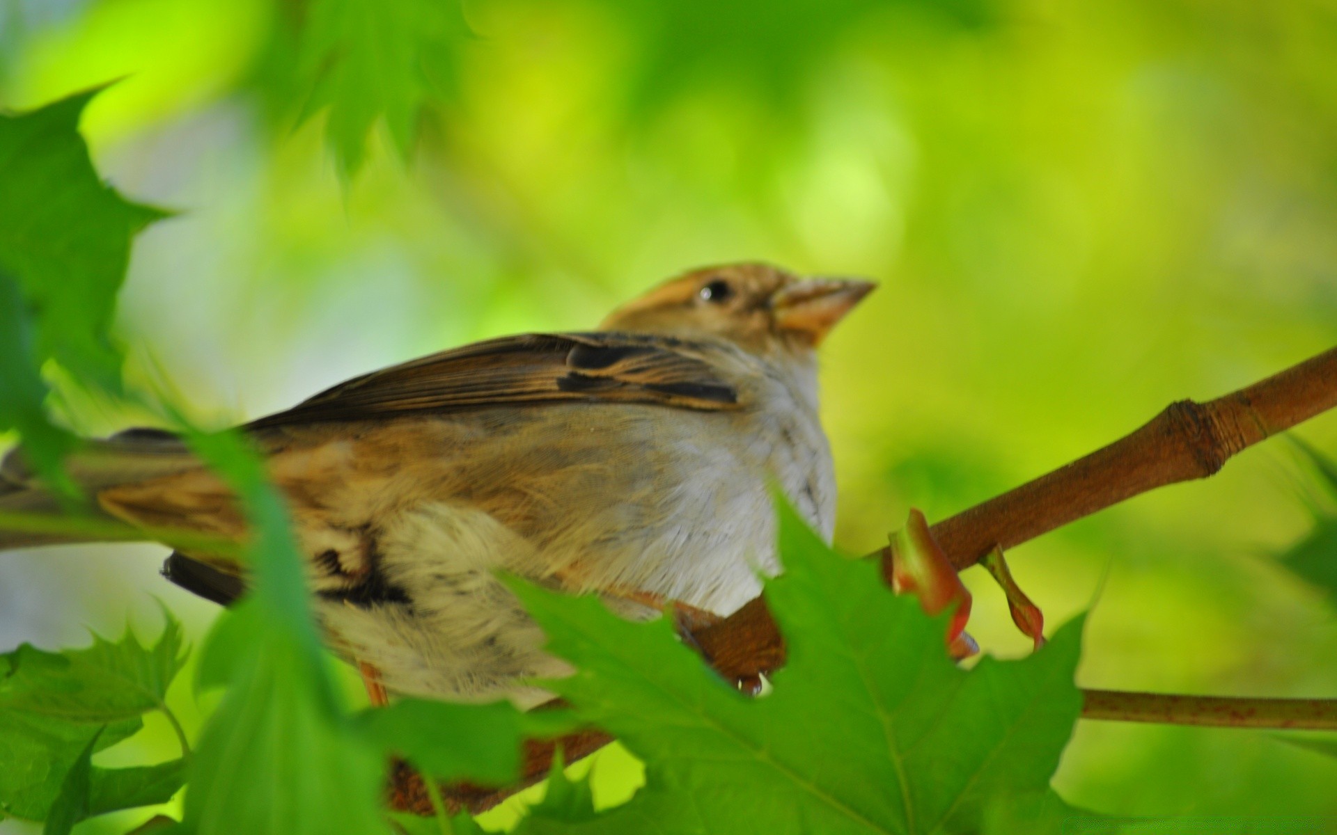 aves natureza folha vida selvagem ao ar livre pássaro jardim árvore ambiente pouco selvagem close-up animal ecologia flora cor madeira parque conservação