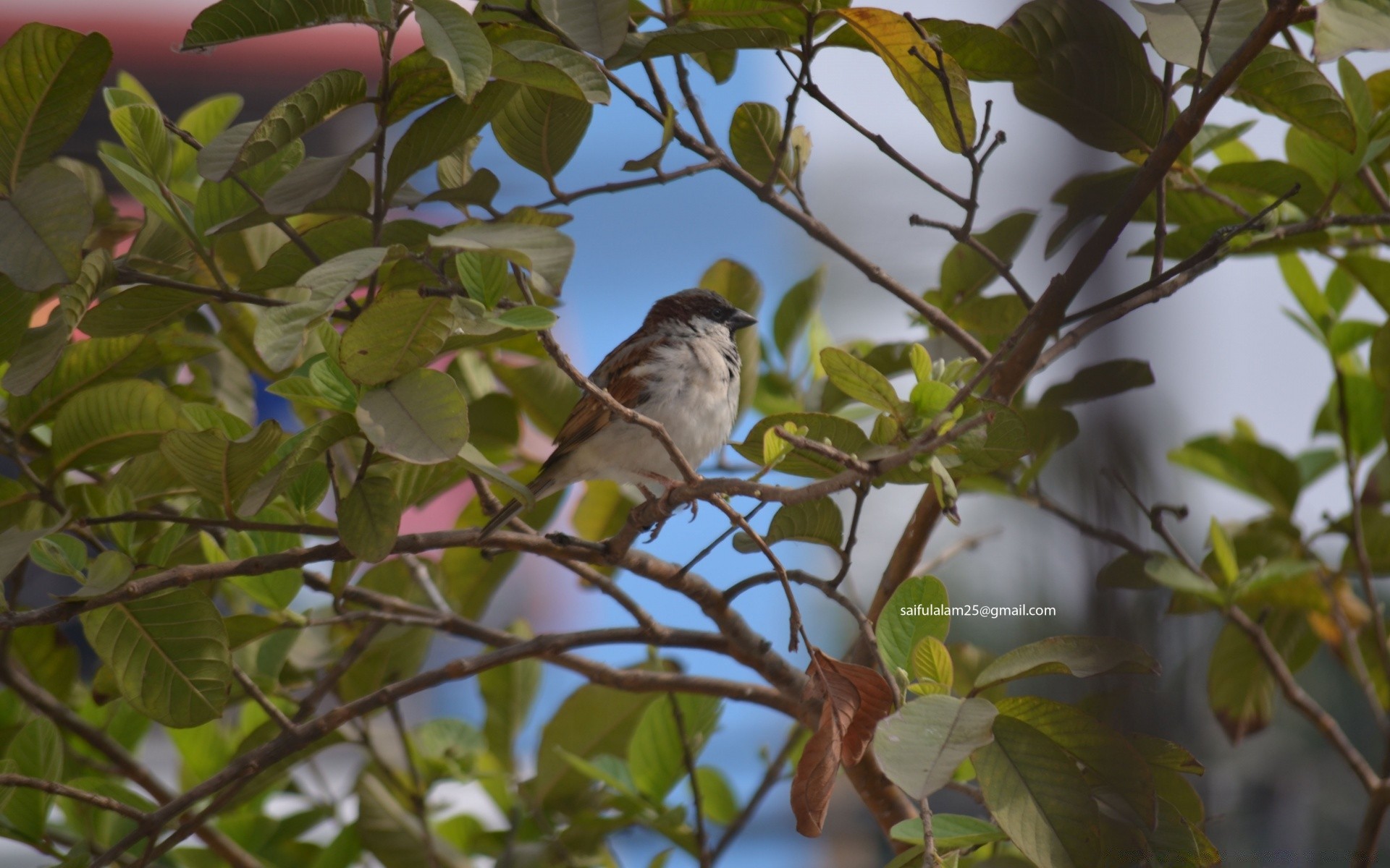 birds bird tree nature wildlife outdoors leaf wild branch garden animal color little environment songbird one avian