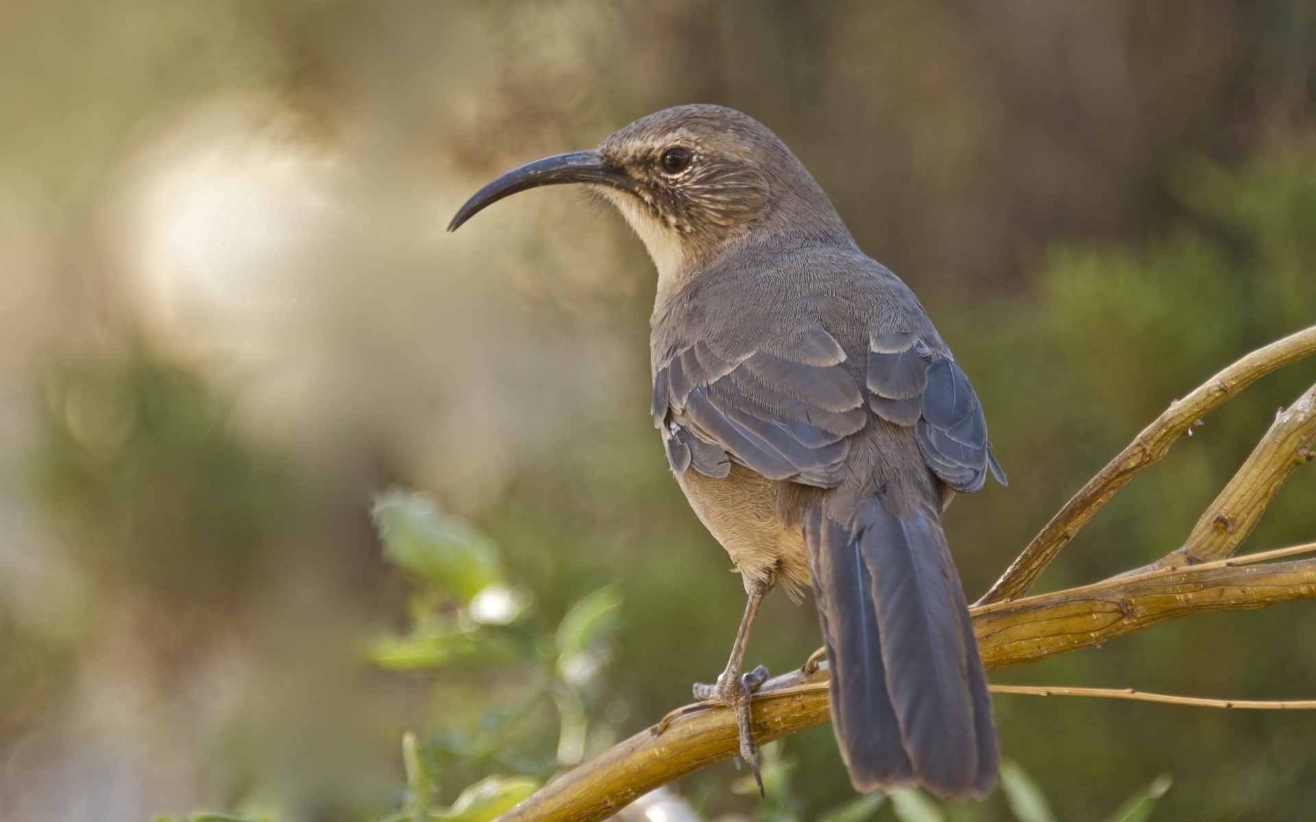 oiseaux faune oiseau nature sauvage animal en plein air avian aile