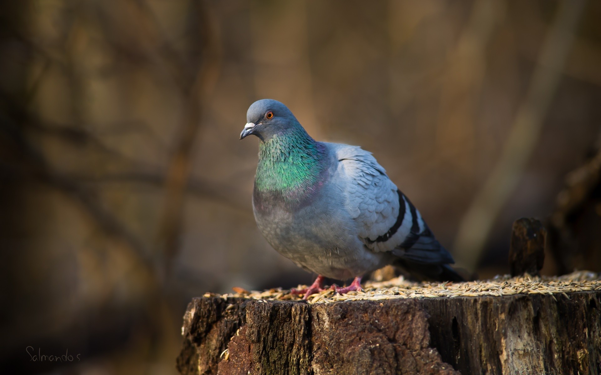 pigeon oiseau la nature la faune pigeon sauvage animal en plein air