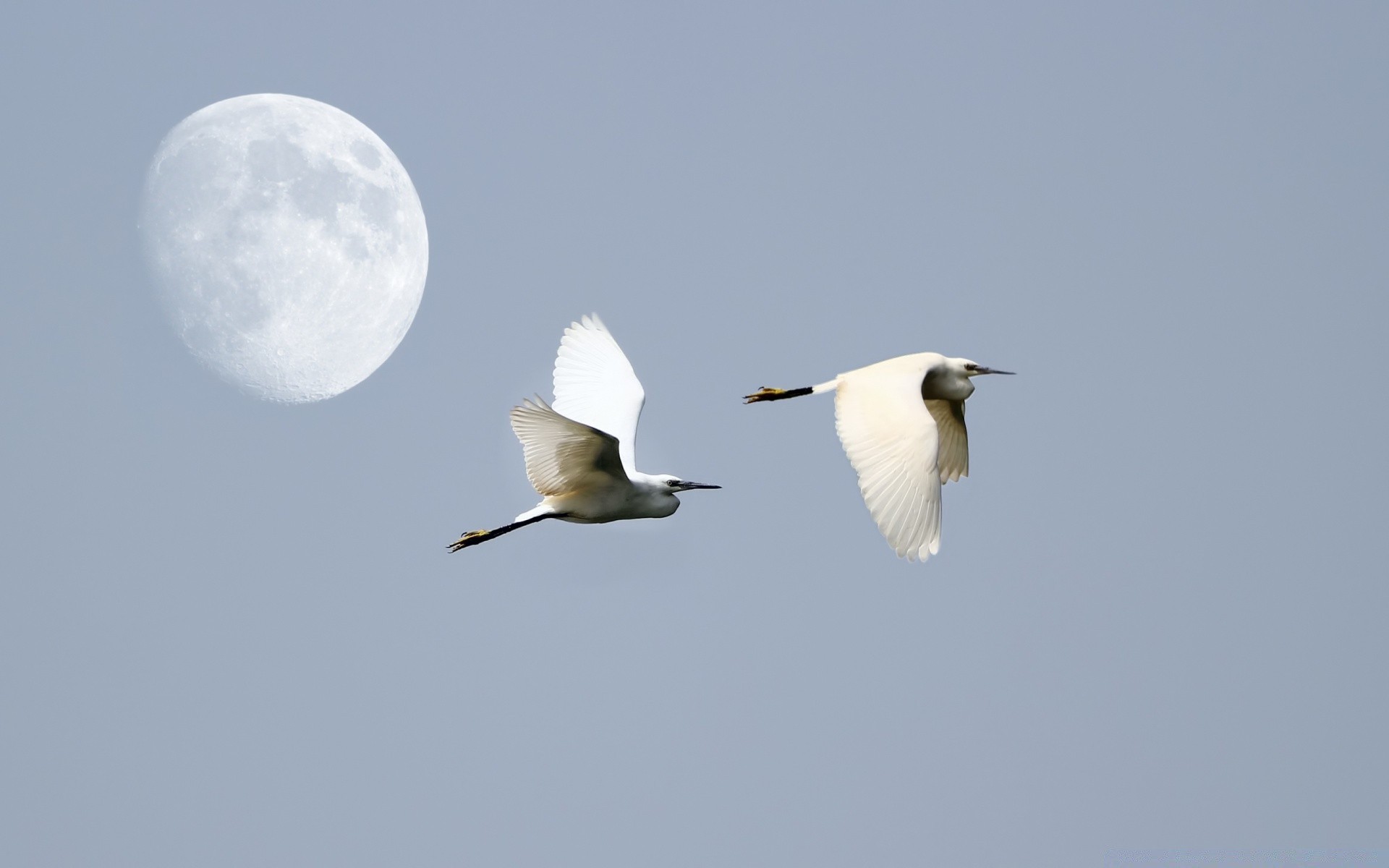 aves aves vida silvestre naturaleza