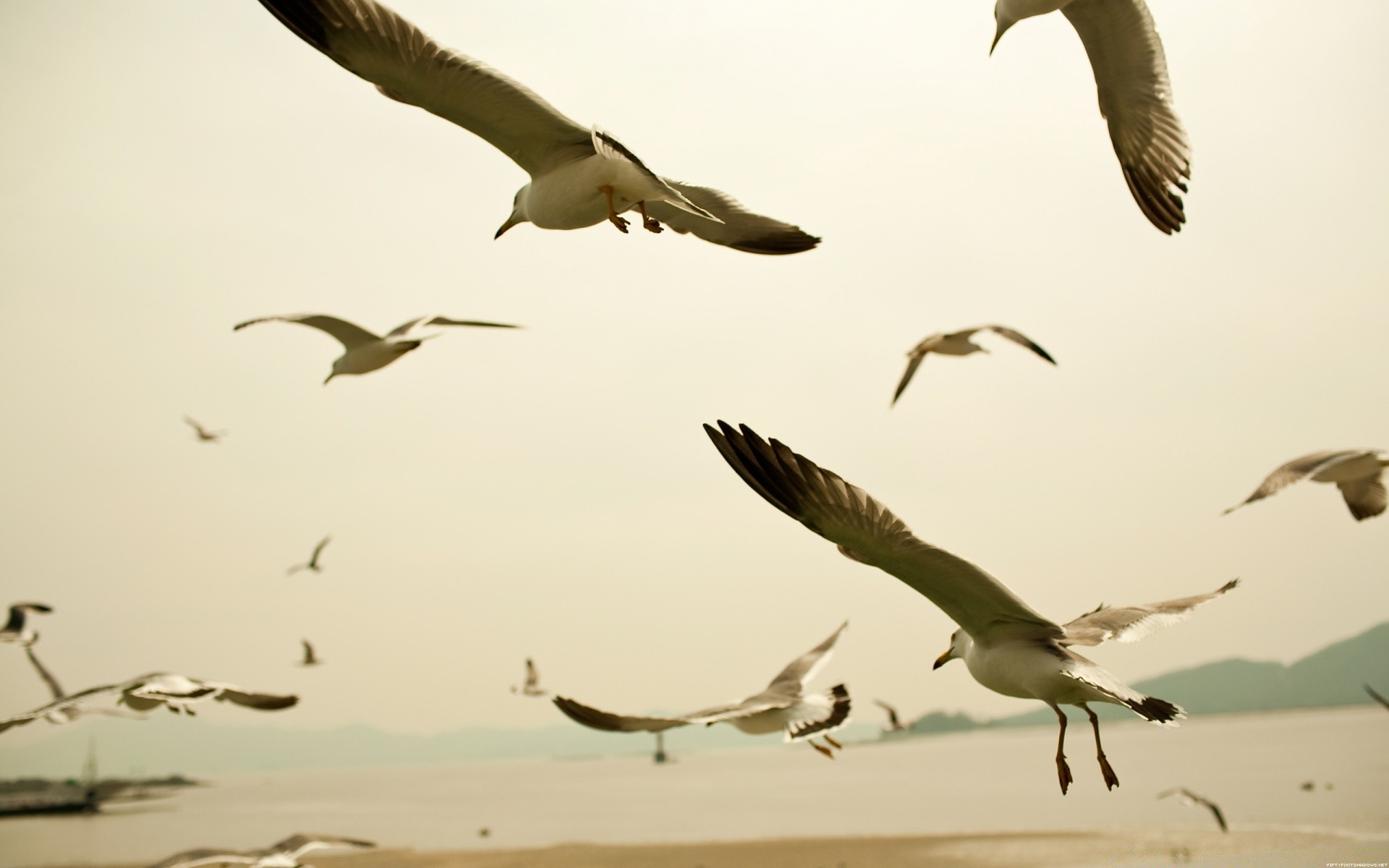 mouette oiseau mouette faune vol nature voler eau mer océan animal plage oie stérile à l extérieur sauvagine liberté migration ciel oiseaux