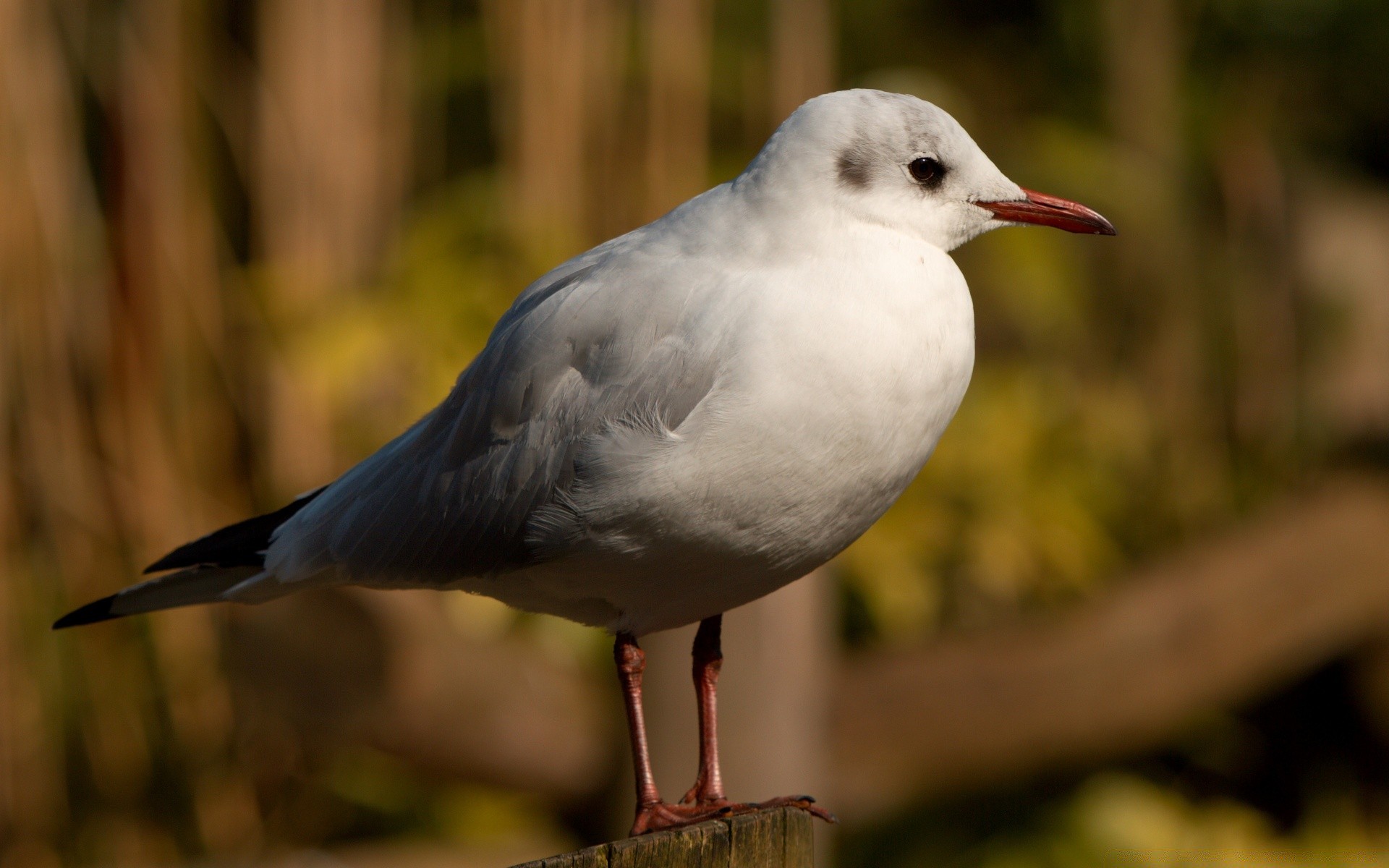 gabbiano uccello fauna selvatica animale natura selvaggio gabbiani becco avian piuma volo volare all aperto ala