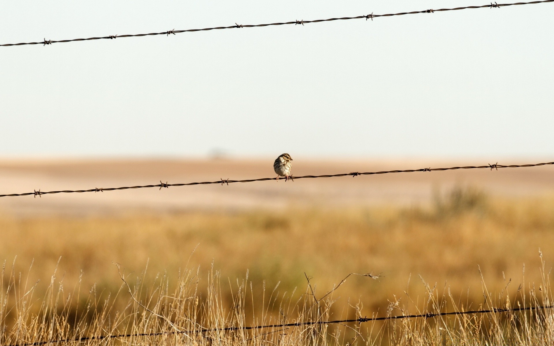 aves campo alambre de púas hierba paisaje naturaleza alambre puesta del sol cerca pájaro cielo granja amanecer color oro sol medio ambiente heno