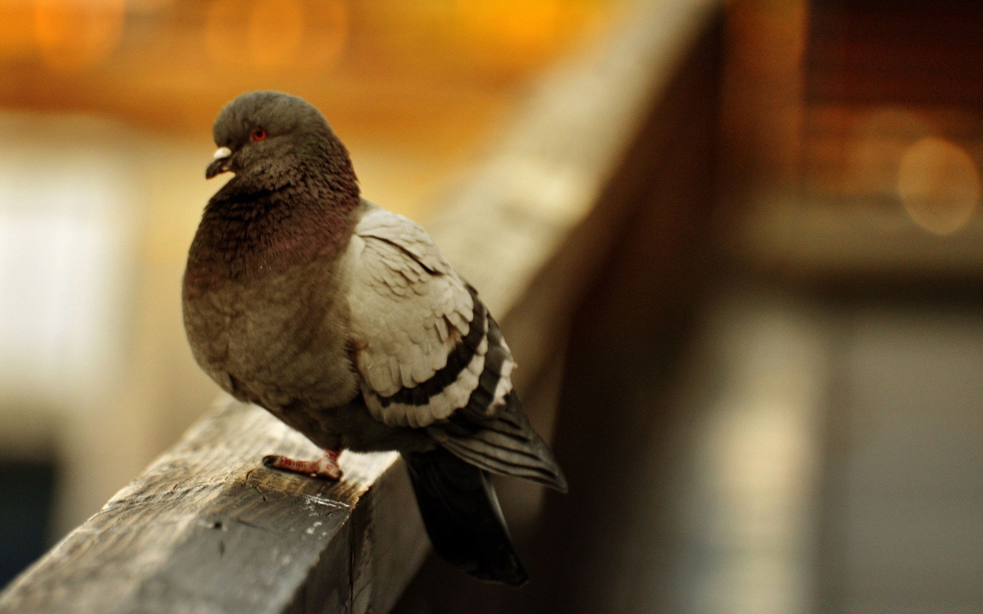 dove bird blur pigeon one nature outdoors wildlife