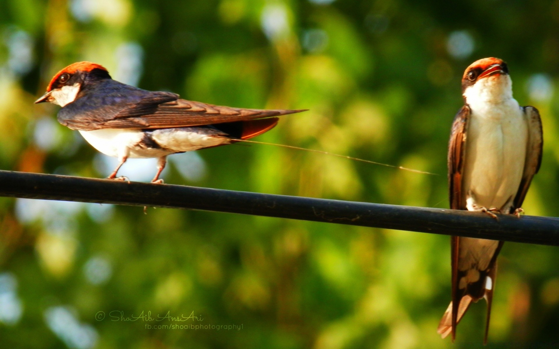 uccelli uccello fauna selvatica animale selvaggio avian ala natura becco piuma nido passero ornitologia canto volare all aperto finch volo coda insetto