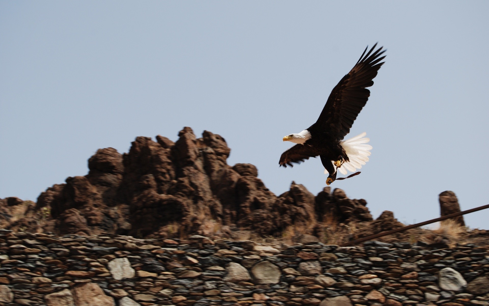 eagle bird raptor wildlife outdoors daylight sky nature animal