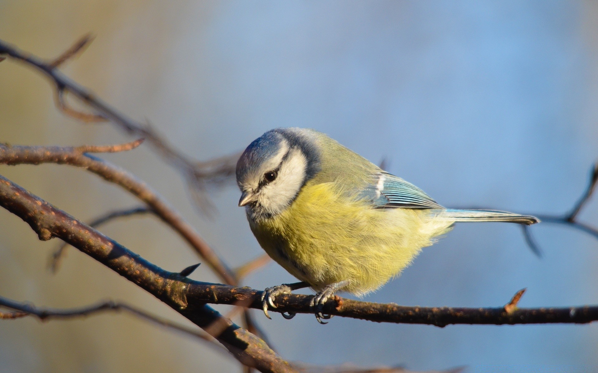 vögel vogel tierwelt natur sänger im freien flugzeug tier baum ein