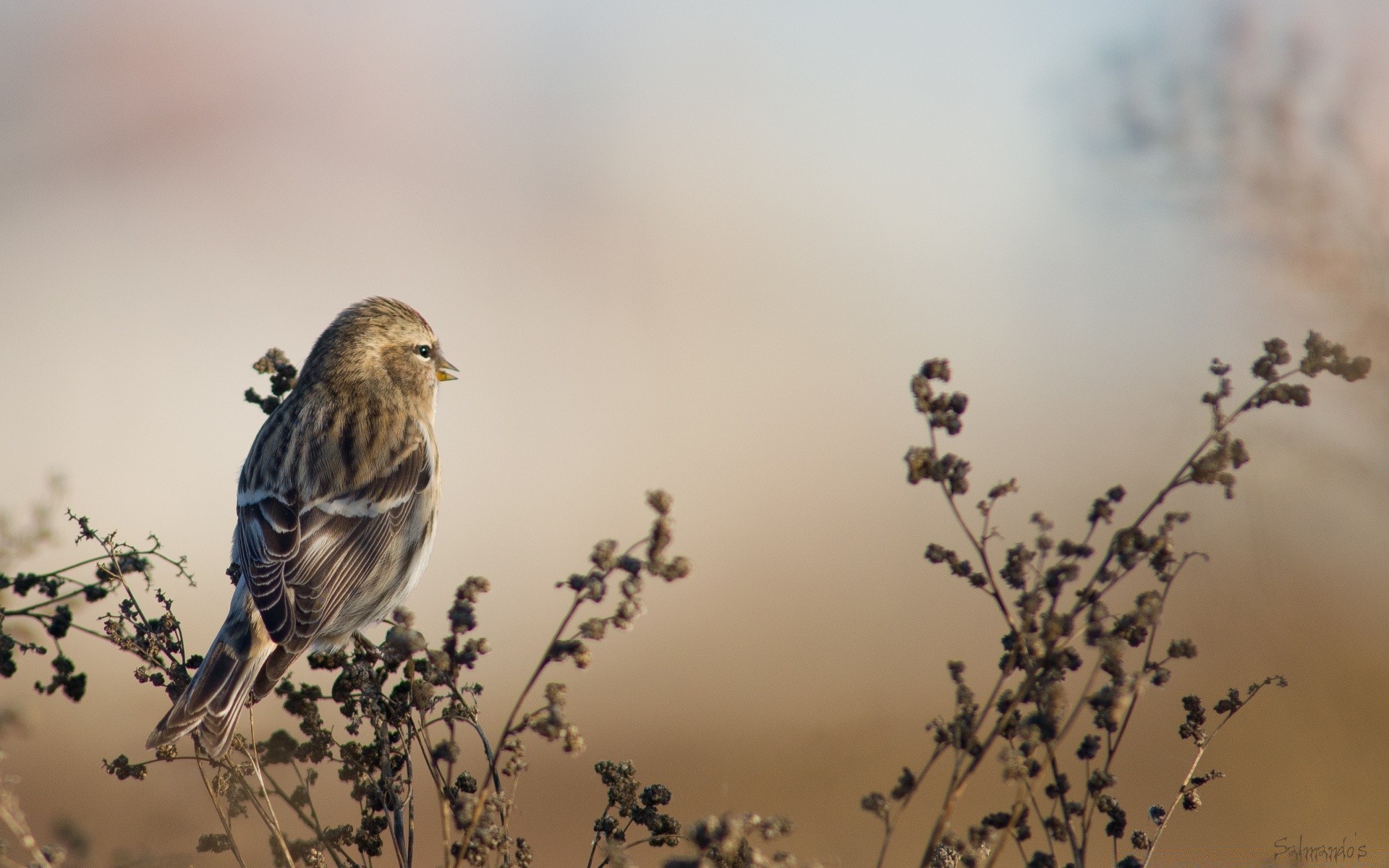 ptaki ptak dzika przyroda natura rozmycie na zewnątrz zima wróbel światło dzienne śpiewak finch lot