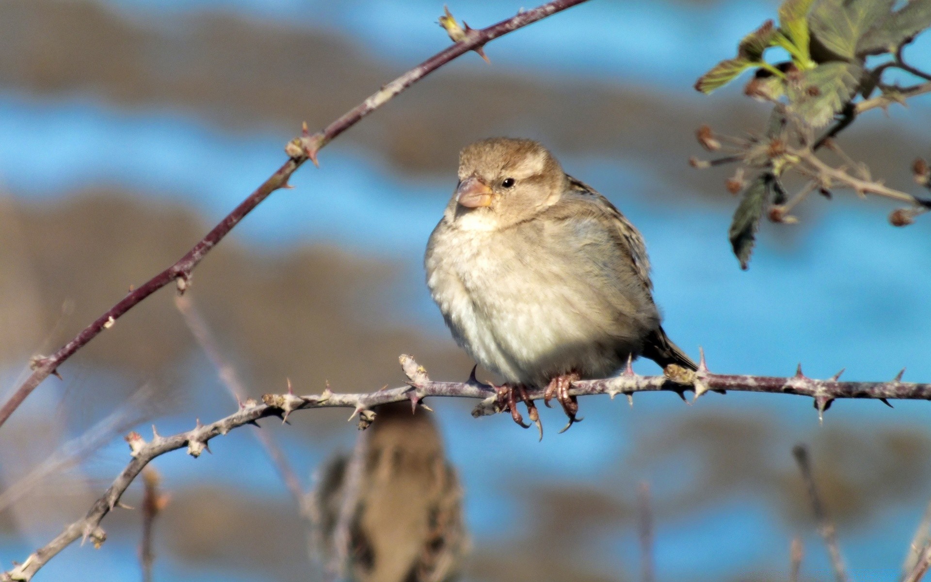 birds bird wildlife nature outdoors winter tree