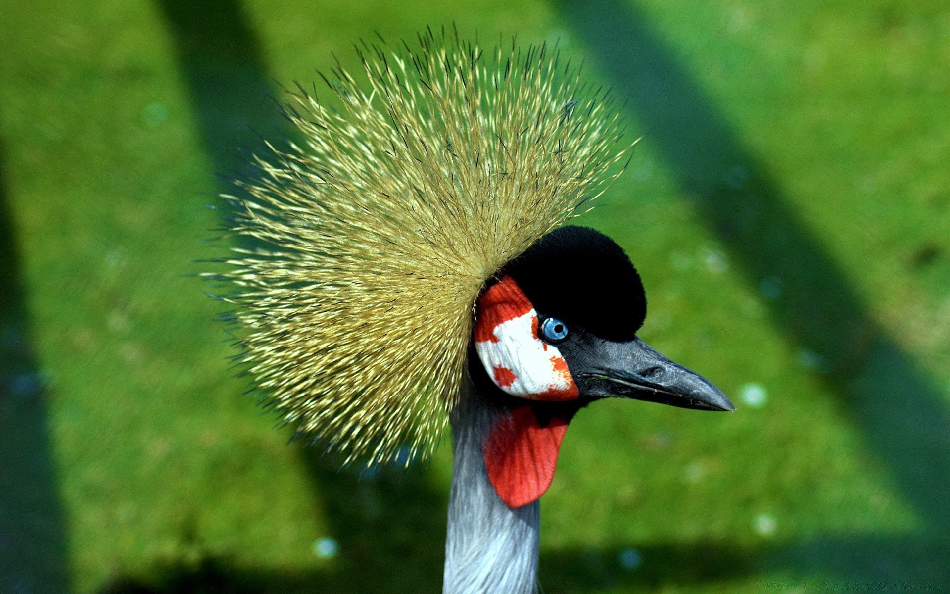 wasservögel vogel wildtiere natur im freien gras tier wild