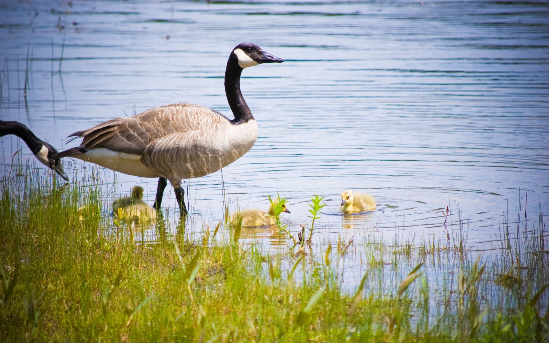 anatra uccello fauna selvatica acqua uccelli acquatici natura piscina lago animale piuma becco selvaggio avian oca all aperto volo marcia erba ala