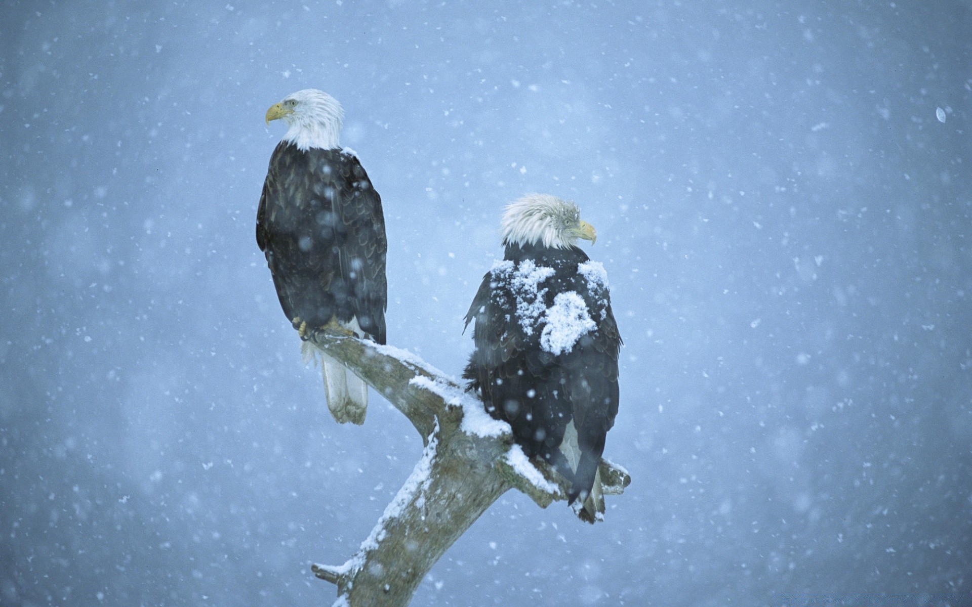 águia neve inverno frio ao ar livre geada sozinho pássaro gelo natureza vida selvagem tempo raptor nevasca gelado