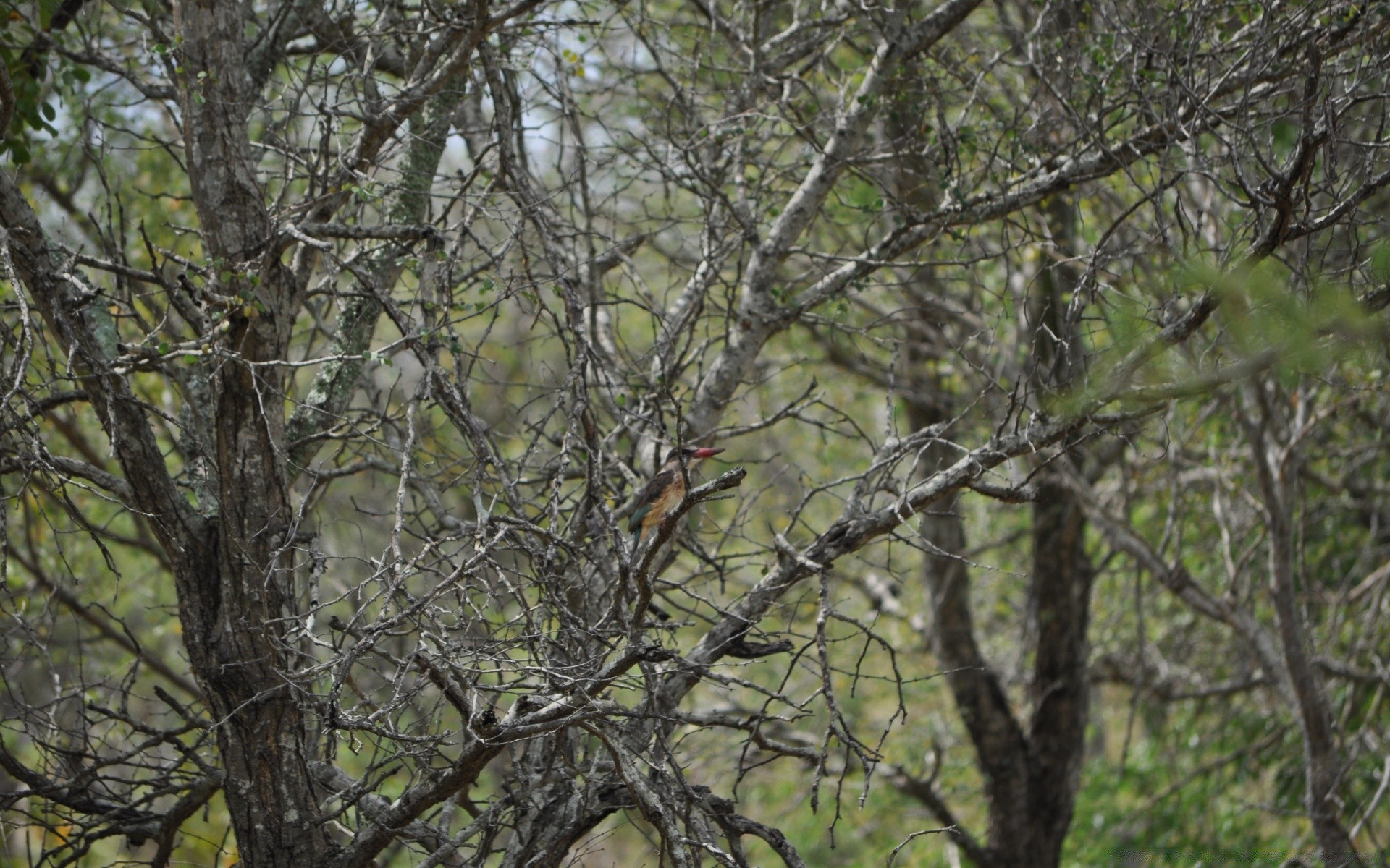 birds tree nature bird wood branch environment outdoors landscape park leaf season trunk desktop color