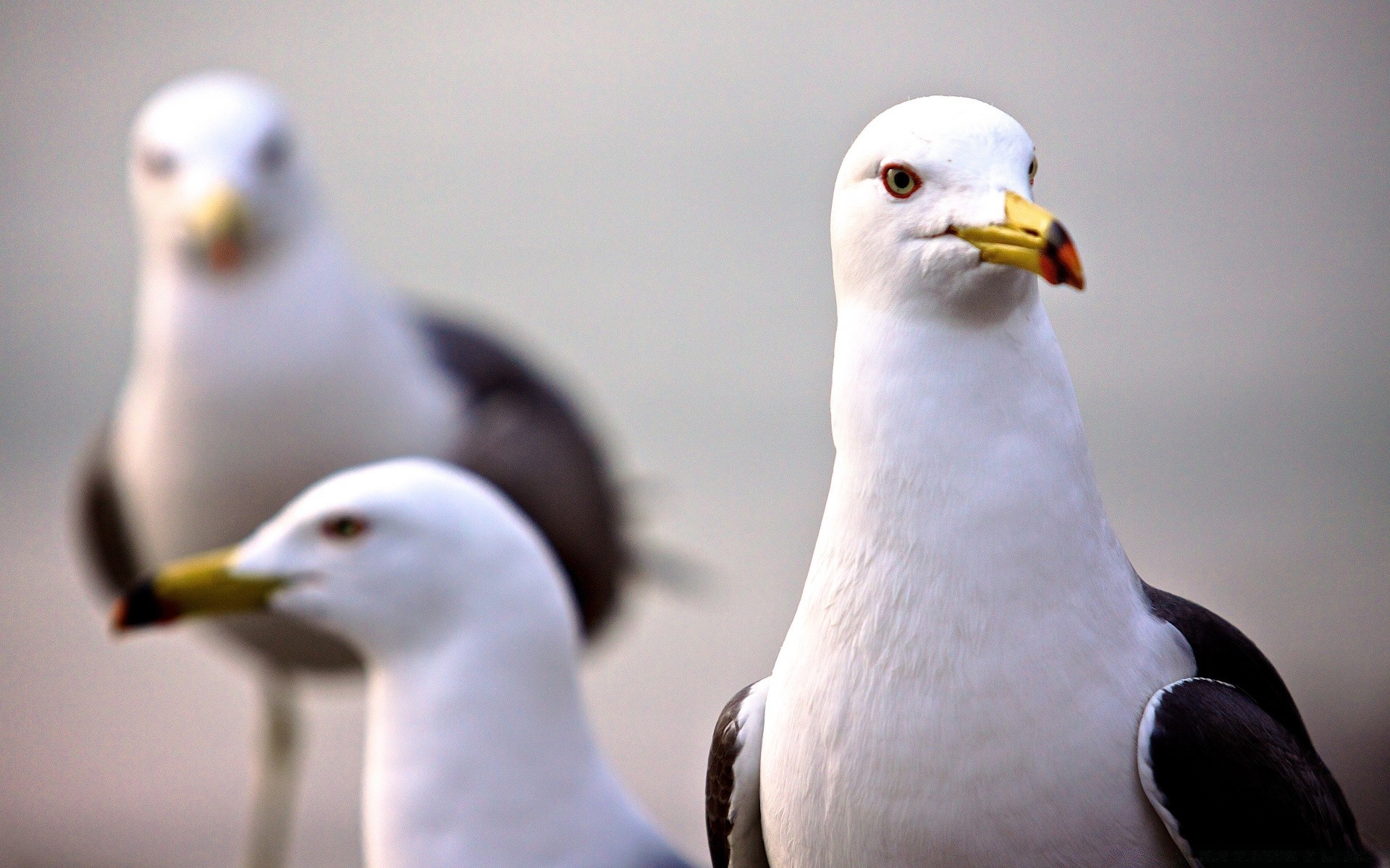 möwe vogel tierwelt möwen natur im freien tier