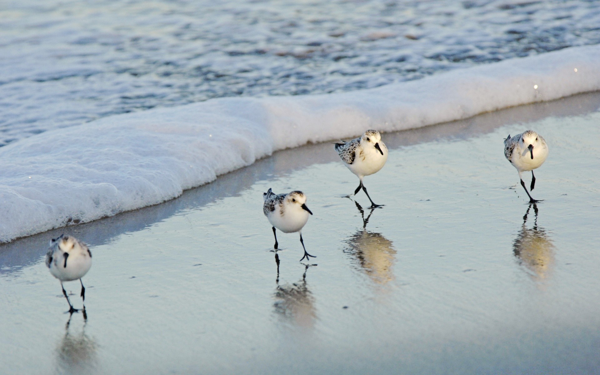 vögel vogel winter schnee im freien wasser tierwelt natur möwen eins zwei kälte