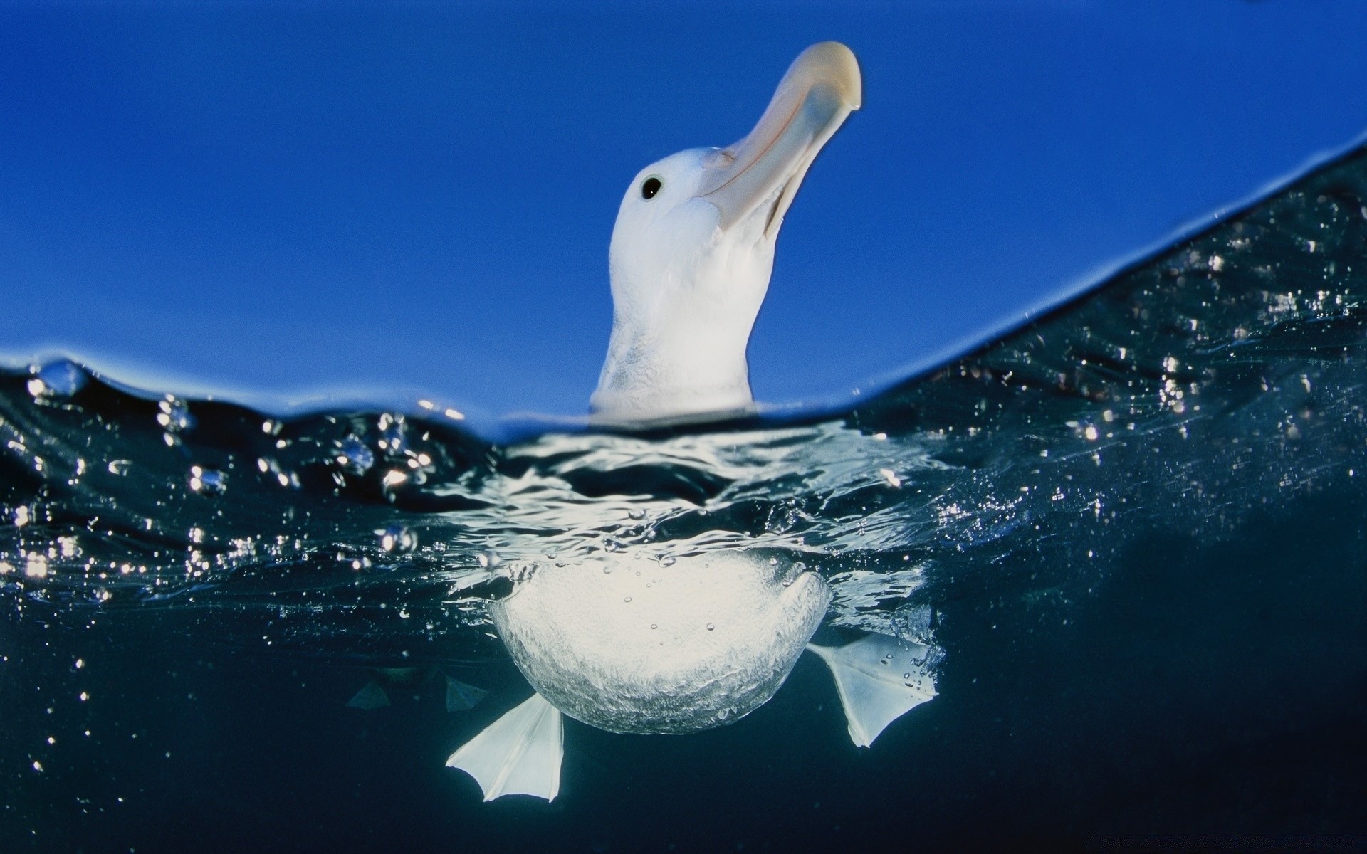 mouette eau sous-marin océan mer nature neige baleine natation