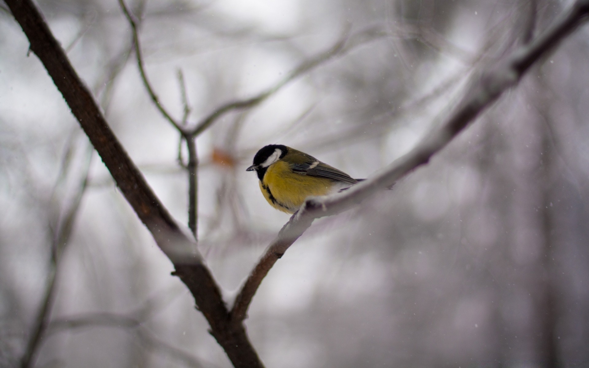 birds bird nature wildlife outdoors winter tree songbird wood animal