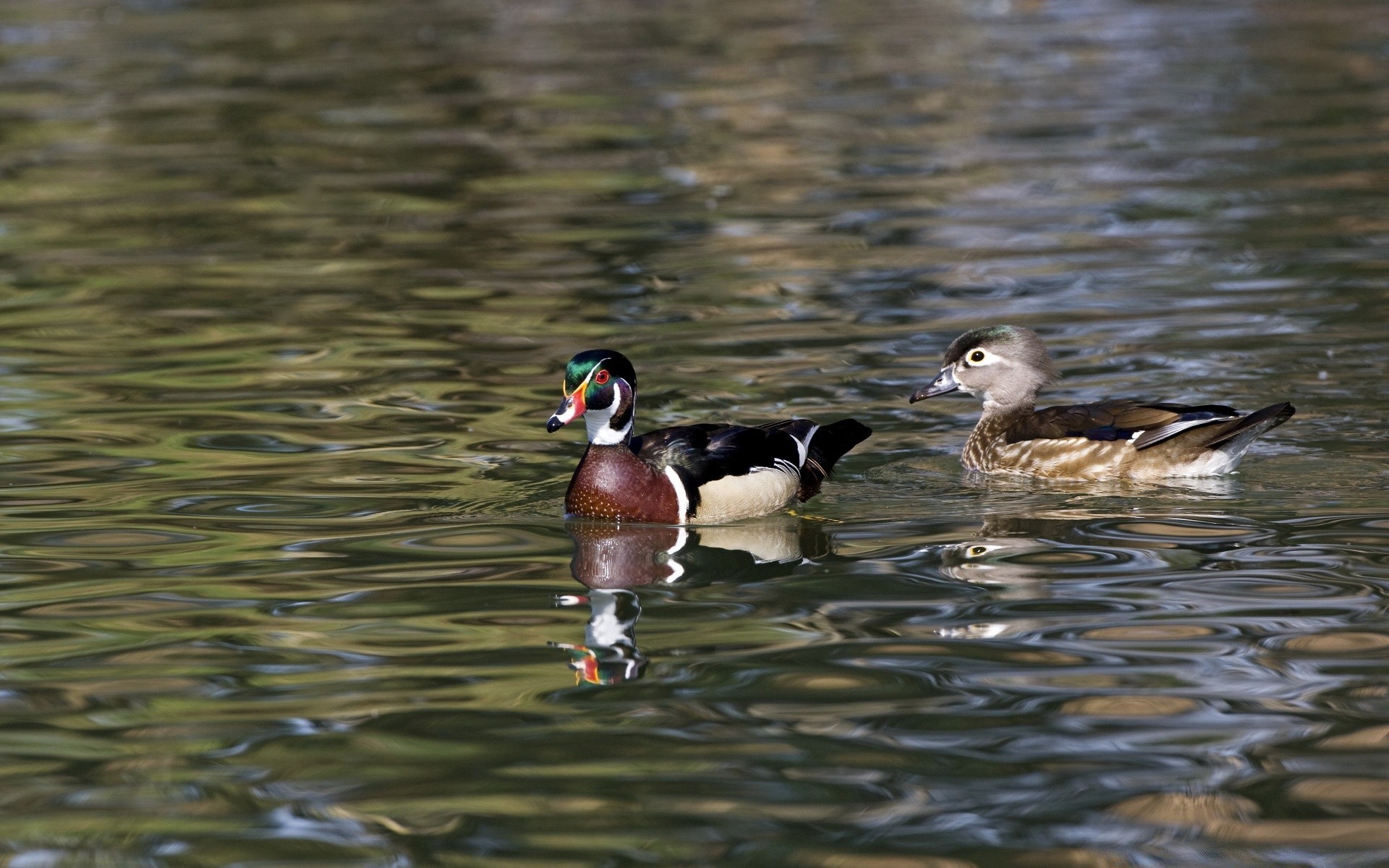 canard oiseau sauvagine faune piscine lac oiseaux eau colvert nature bec oie animal drake plume natation sauvage avian rivière