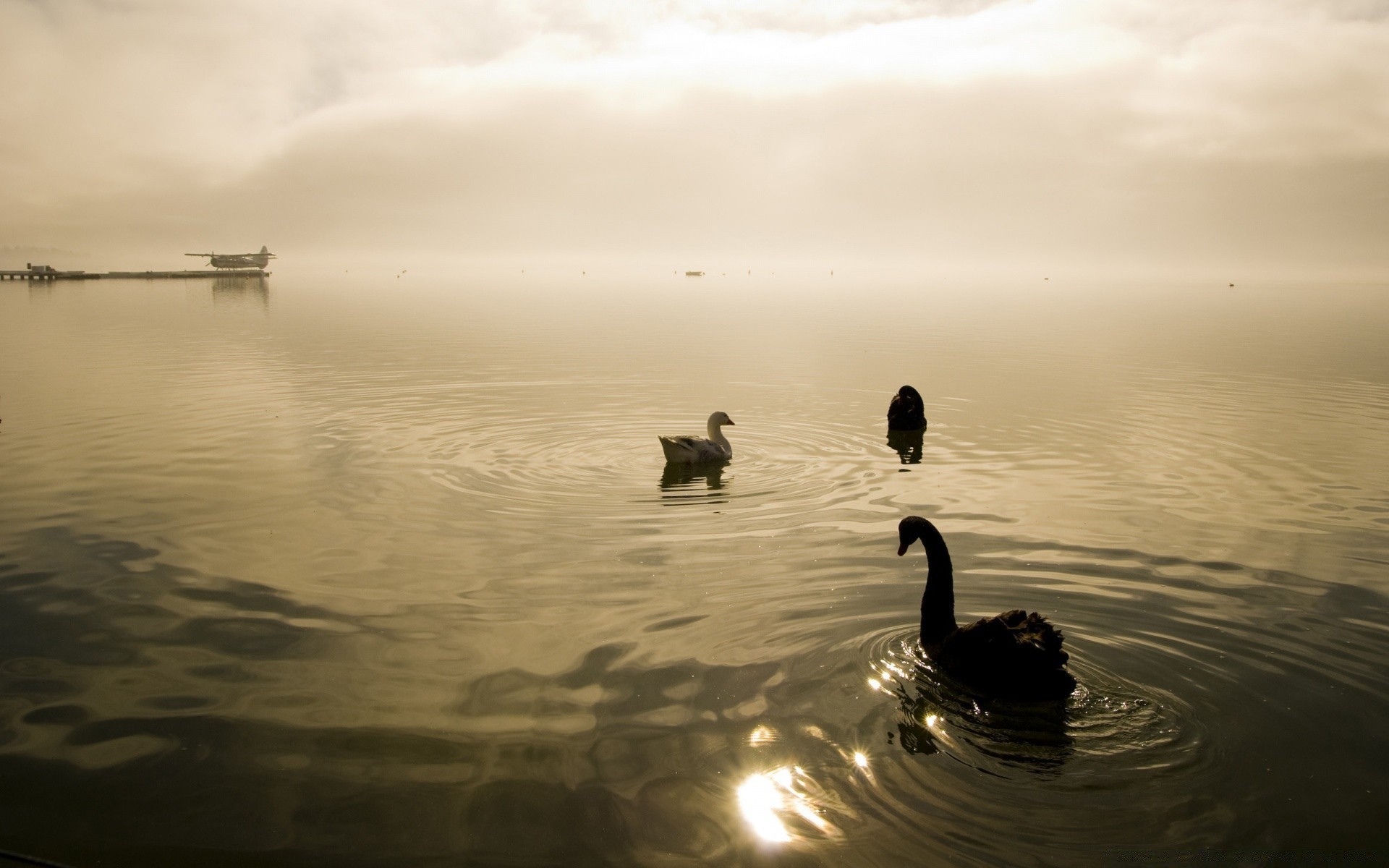 waterfowl sunset dawn water reflection lake evening beach river dusk landscape sea silhouette bird fog ocean mist swan