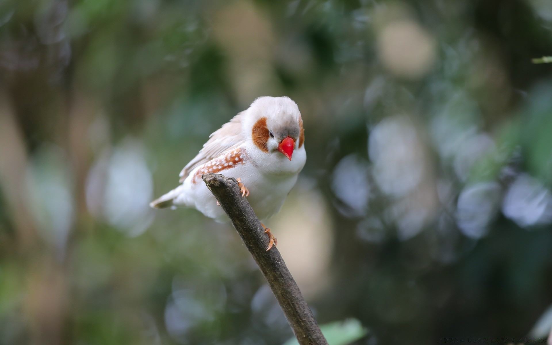 oiseaux nature oiseau à l extérieur la faune arbre animal peu sauvage hiver bois feuille