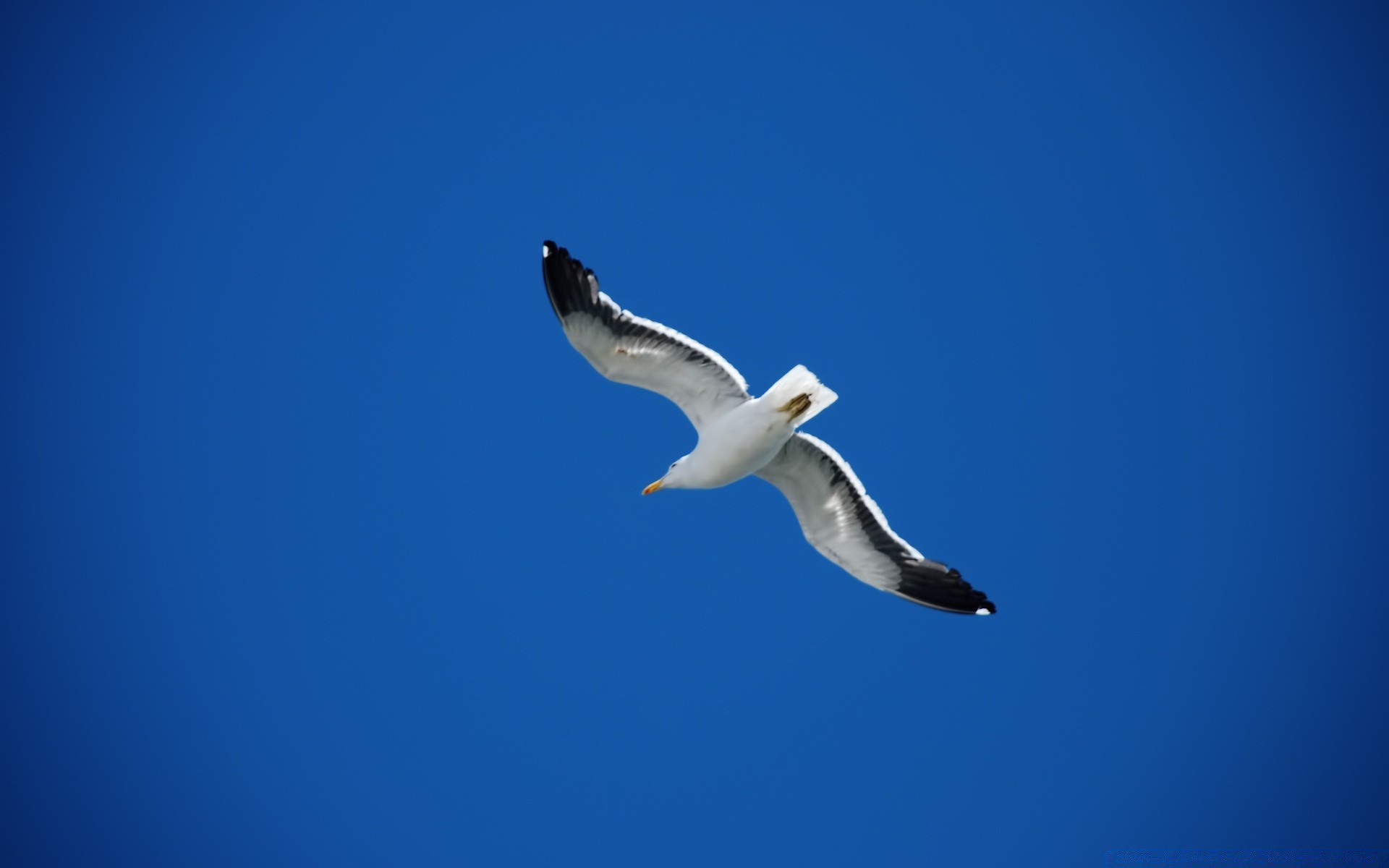 gaivota pássaro gaivotas vida selvagem céu ao ar livre natureza voo liberdade luz do dia